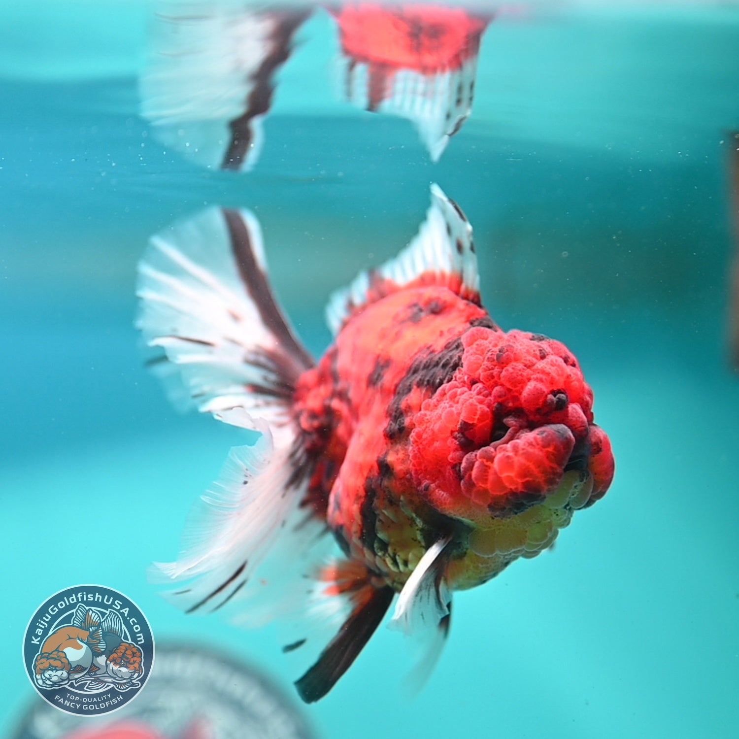 Tiger Rose Tail Oranda 3.5 inch Body (260821_OR04)