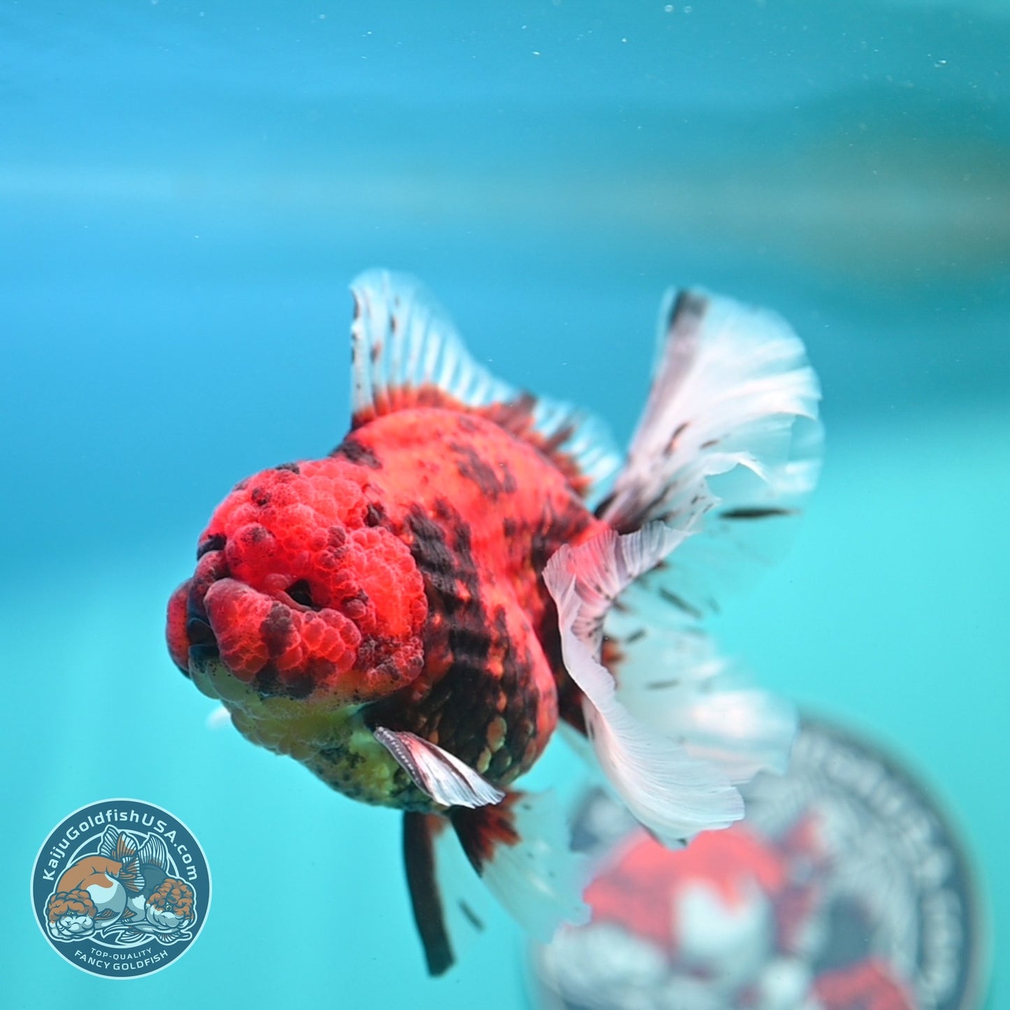 Tiger Rose Tail Oranda 3.5 inch Body (260821_OR04)
