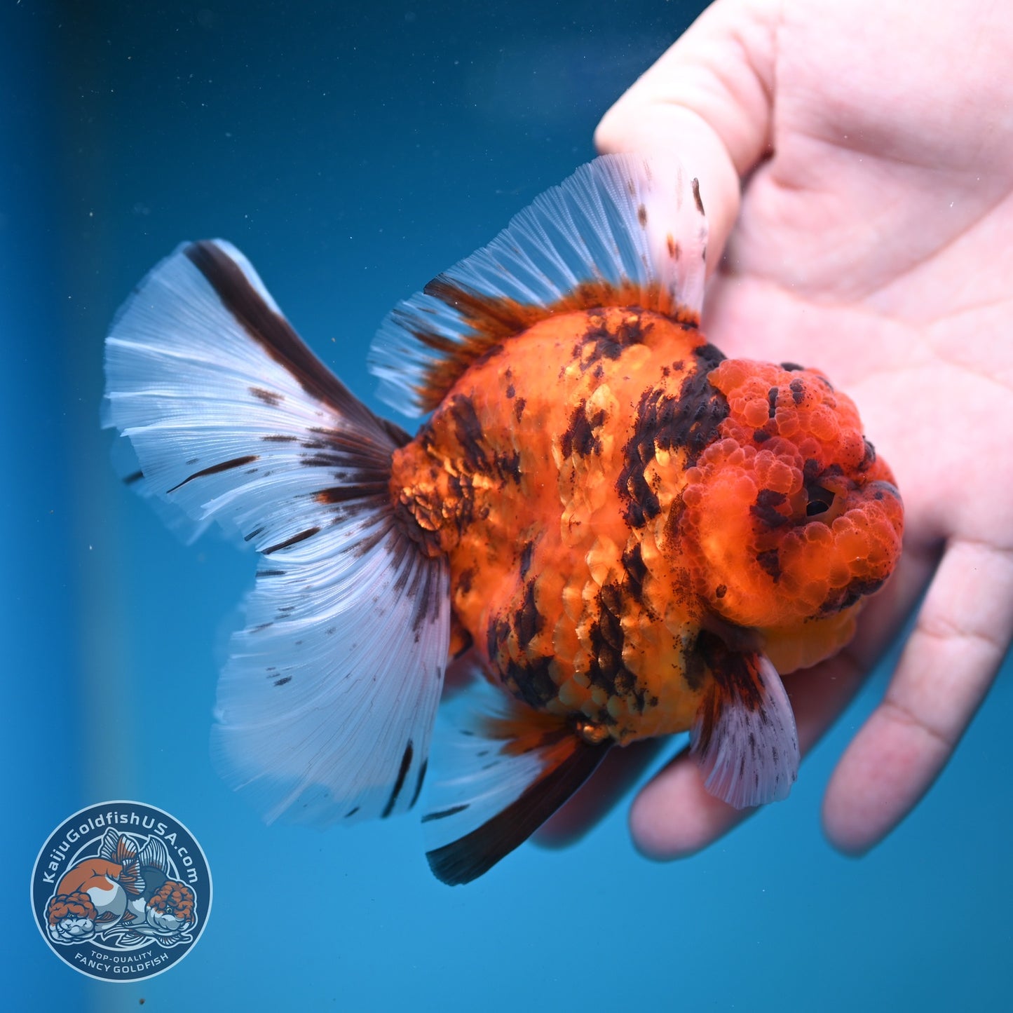 Tiger Rose Tail Oranda 3.5 inch Body (260821_OR04)