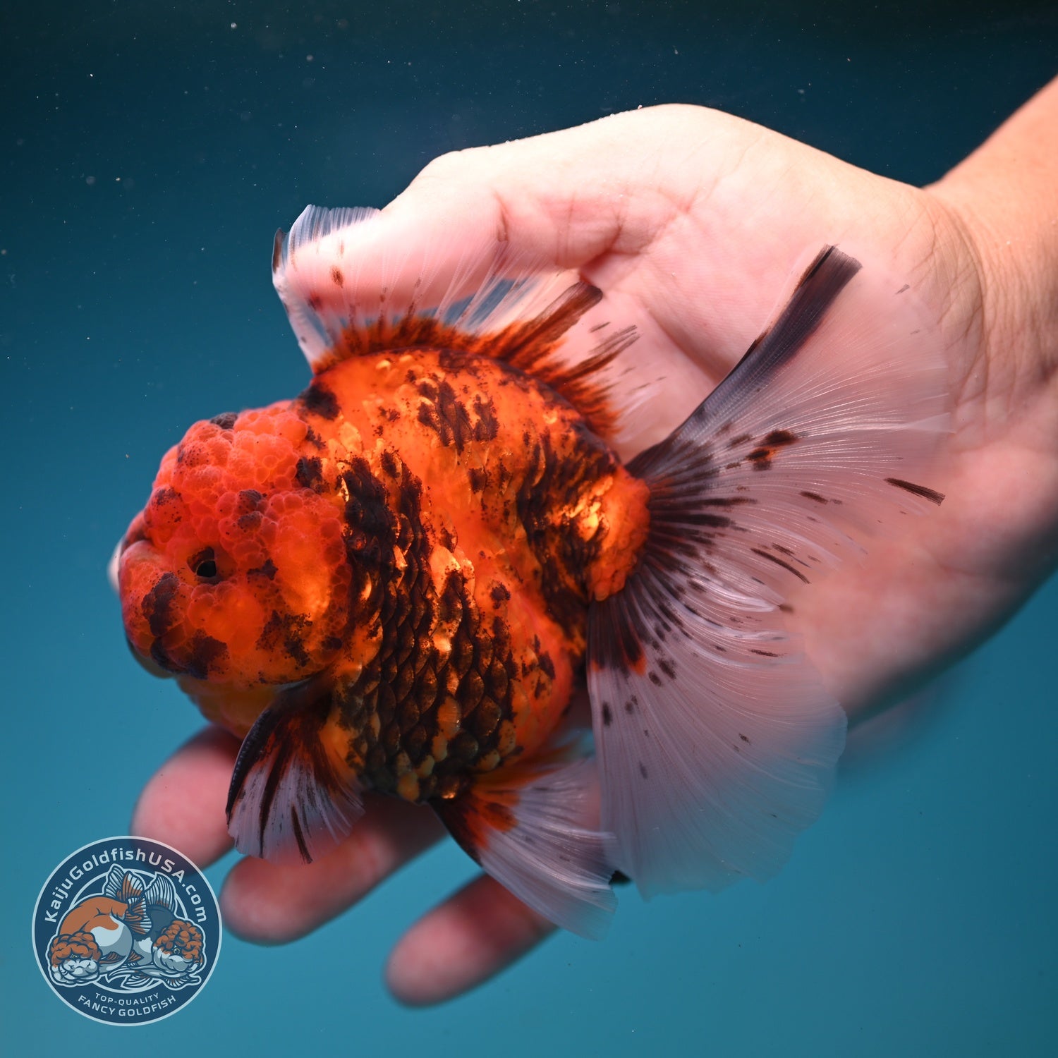 Tiger Rose Tail Oranda 3.5 inch Body (260821_OR04)