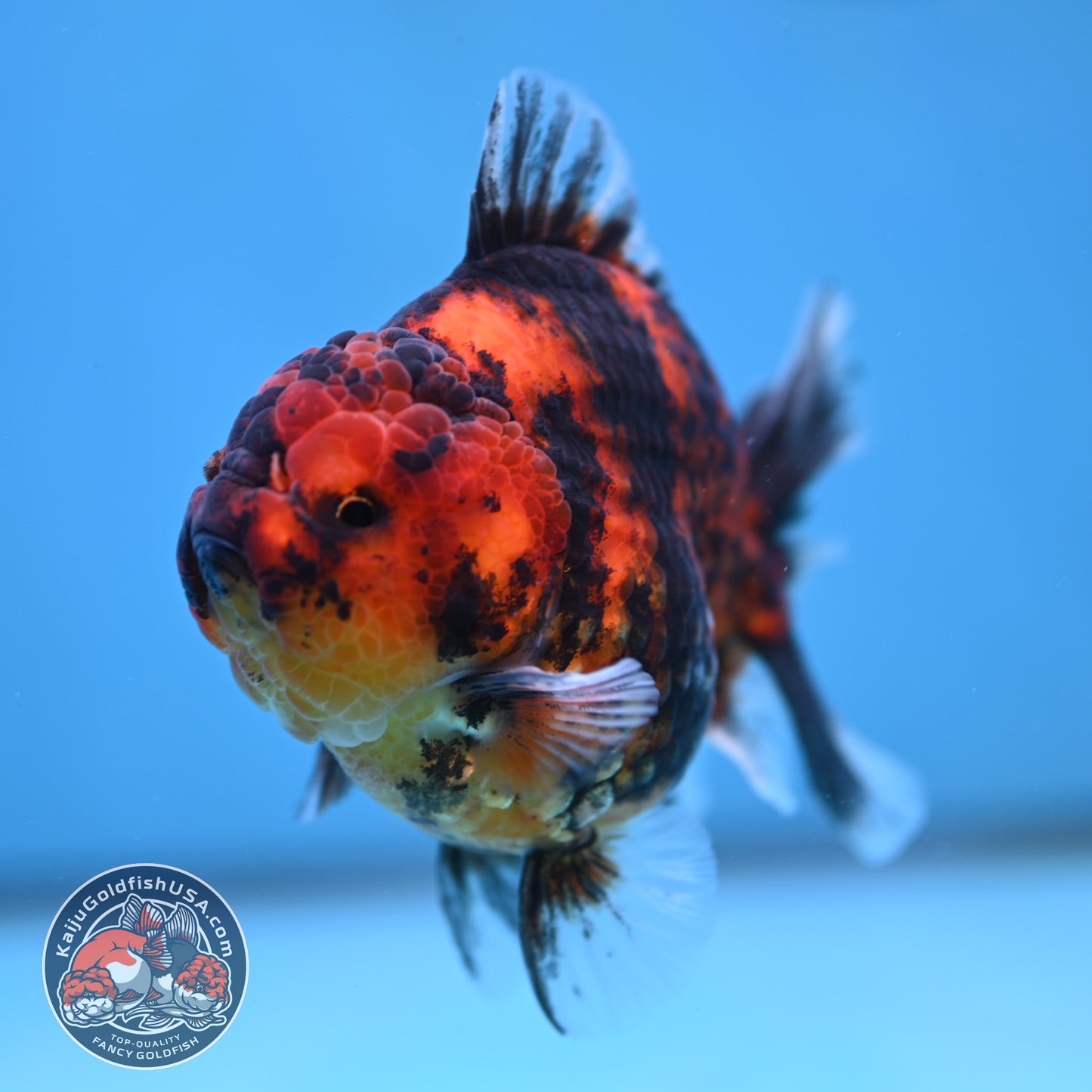 Tiger Rose Tail Oranda 3.8 inch Body (260116_OR02)