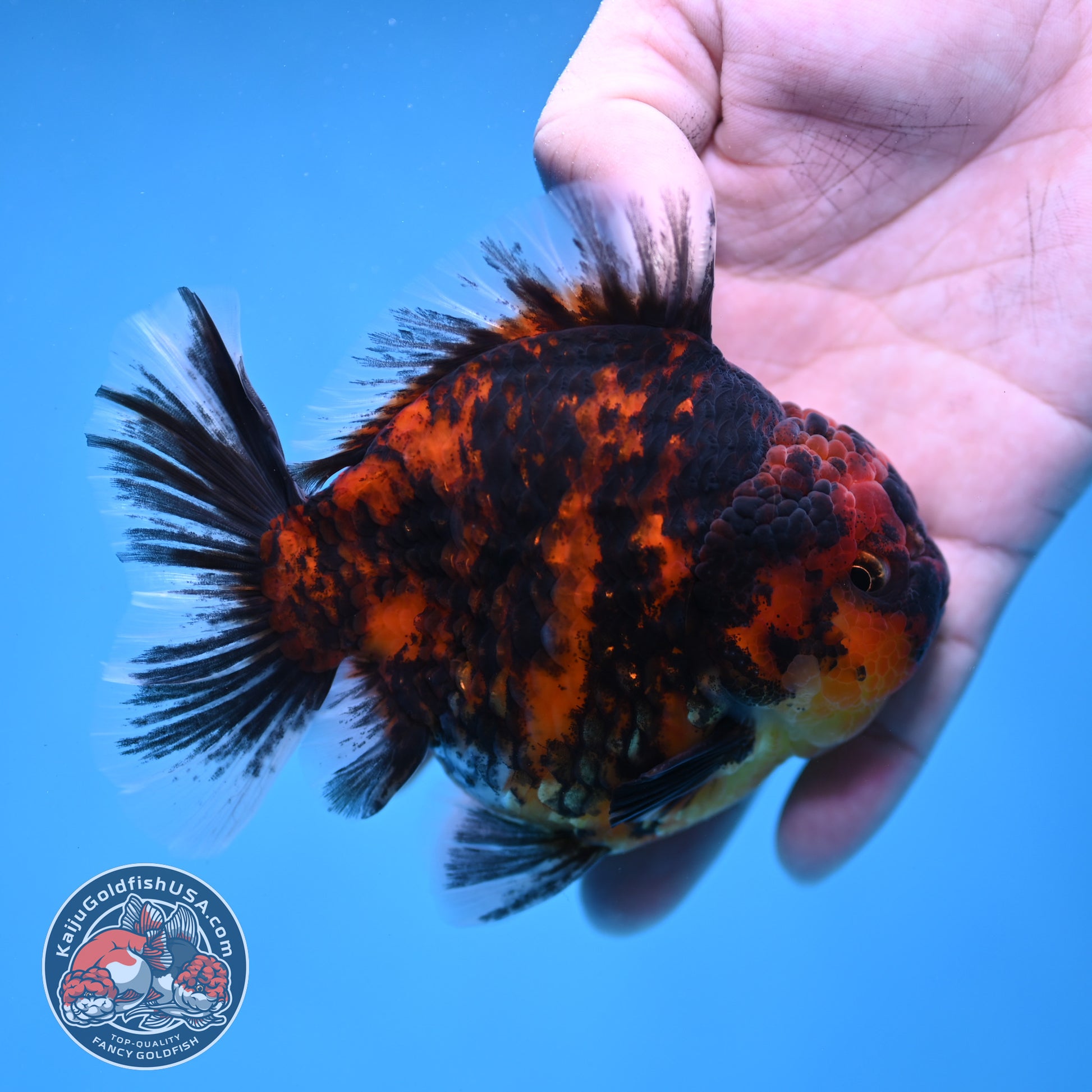 Tiger Rose Tail Oranda 3.8 inch Body (260116_OR02)