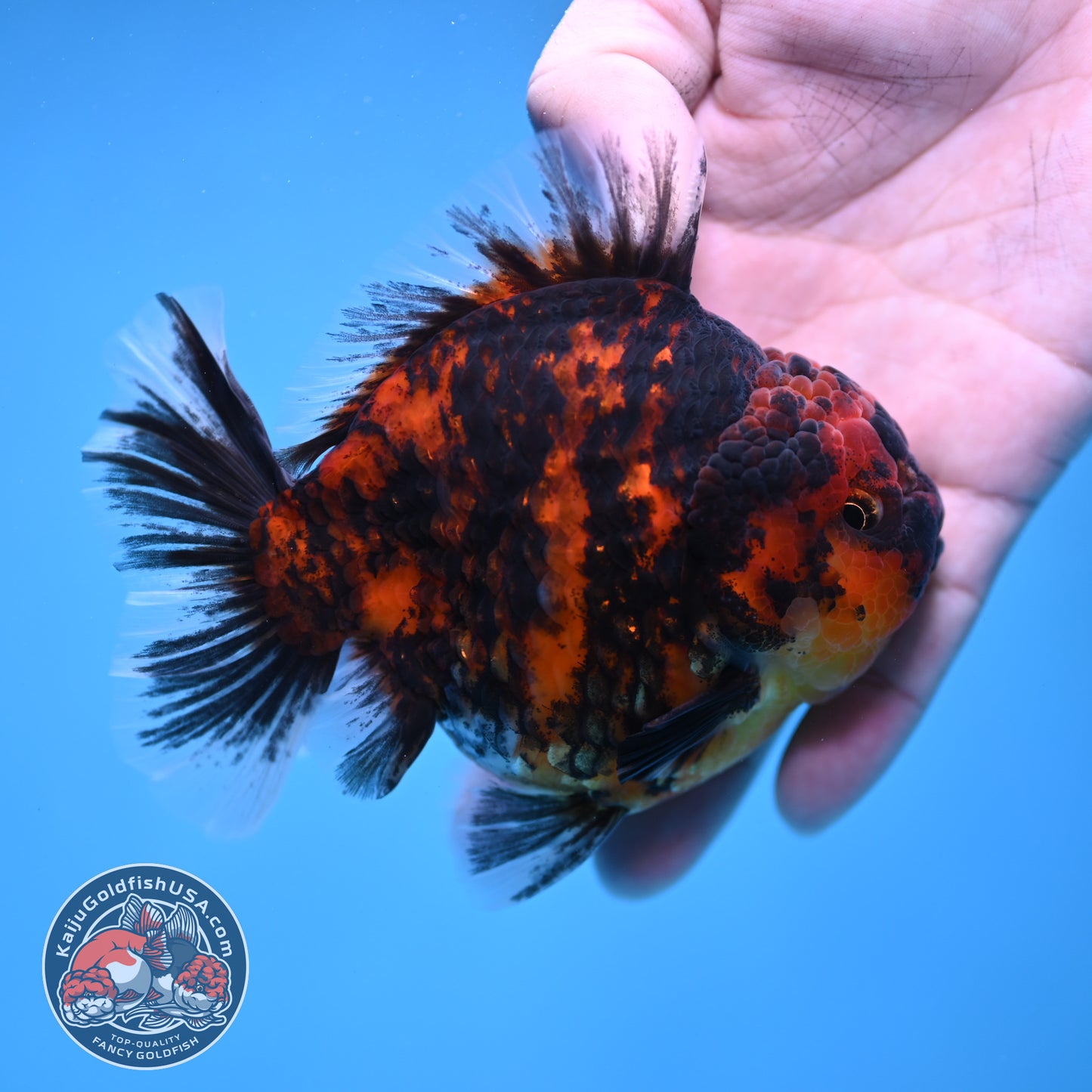 Tiger Rose Tail Oranda 3.8 inch Body (260116_OR02)