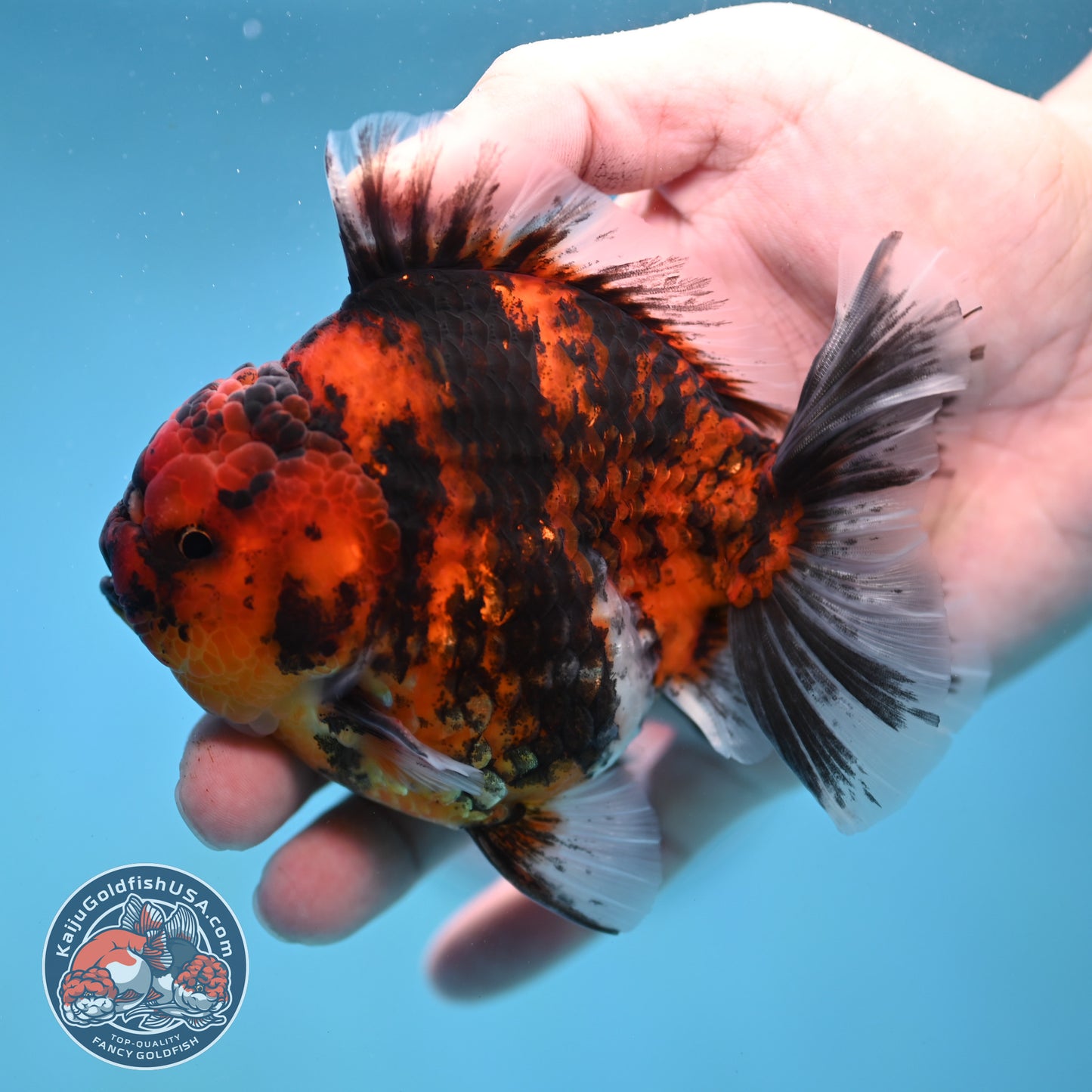 Tiger Rose Tail Oranda 3.8 inch Body (260116_OR02)