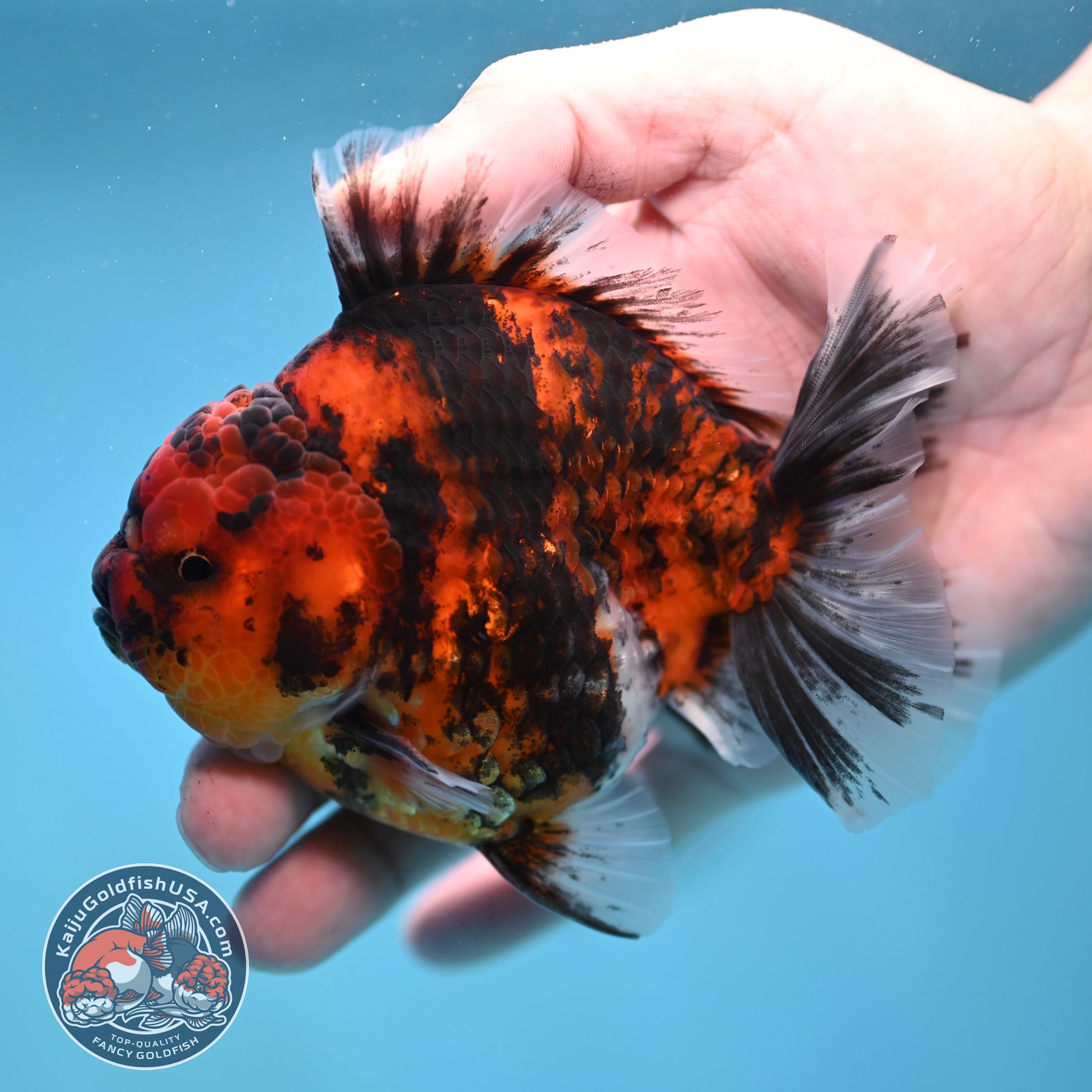 Tiger Rose Tail Oranda 3.8 inch Body (260116_OR02)