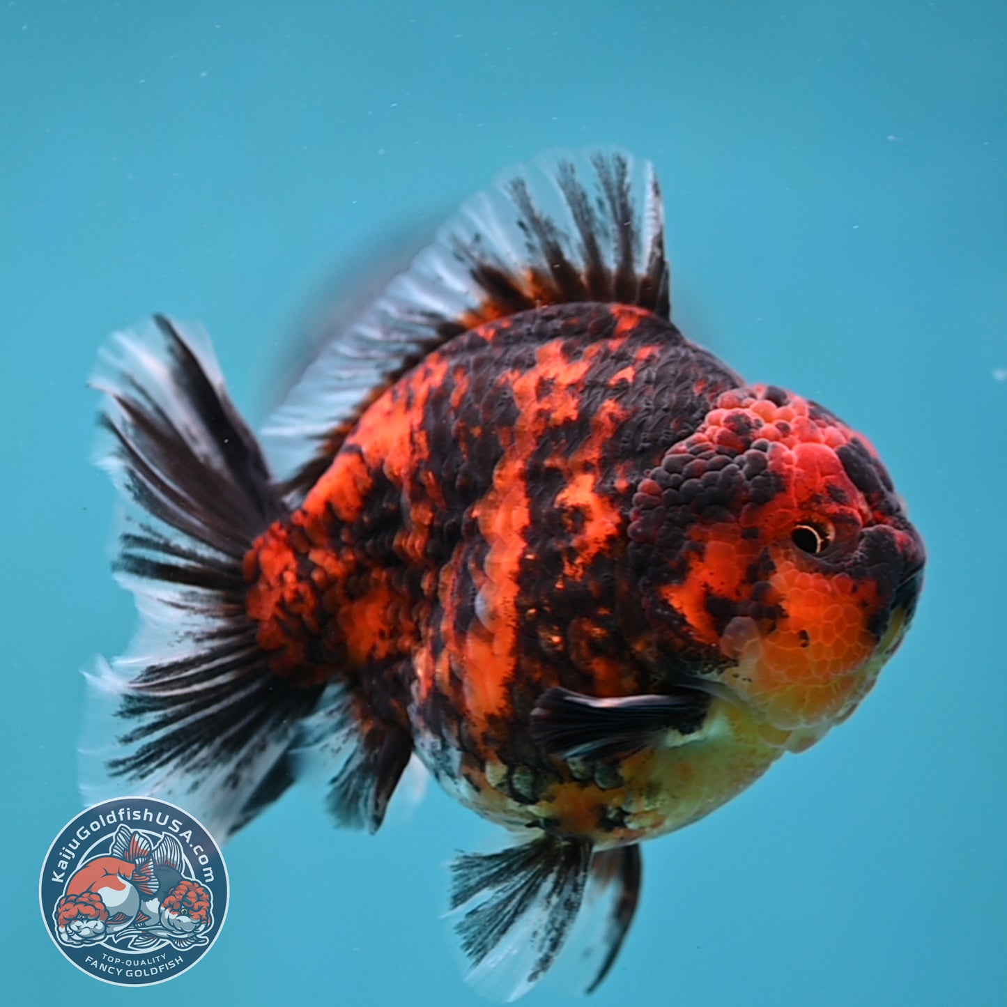 Tiger Rose Tail Oranda 3.8 inch Body (260116_OR02)