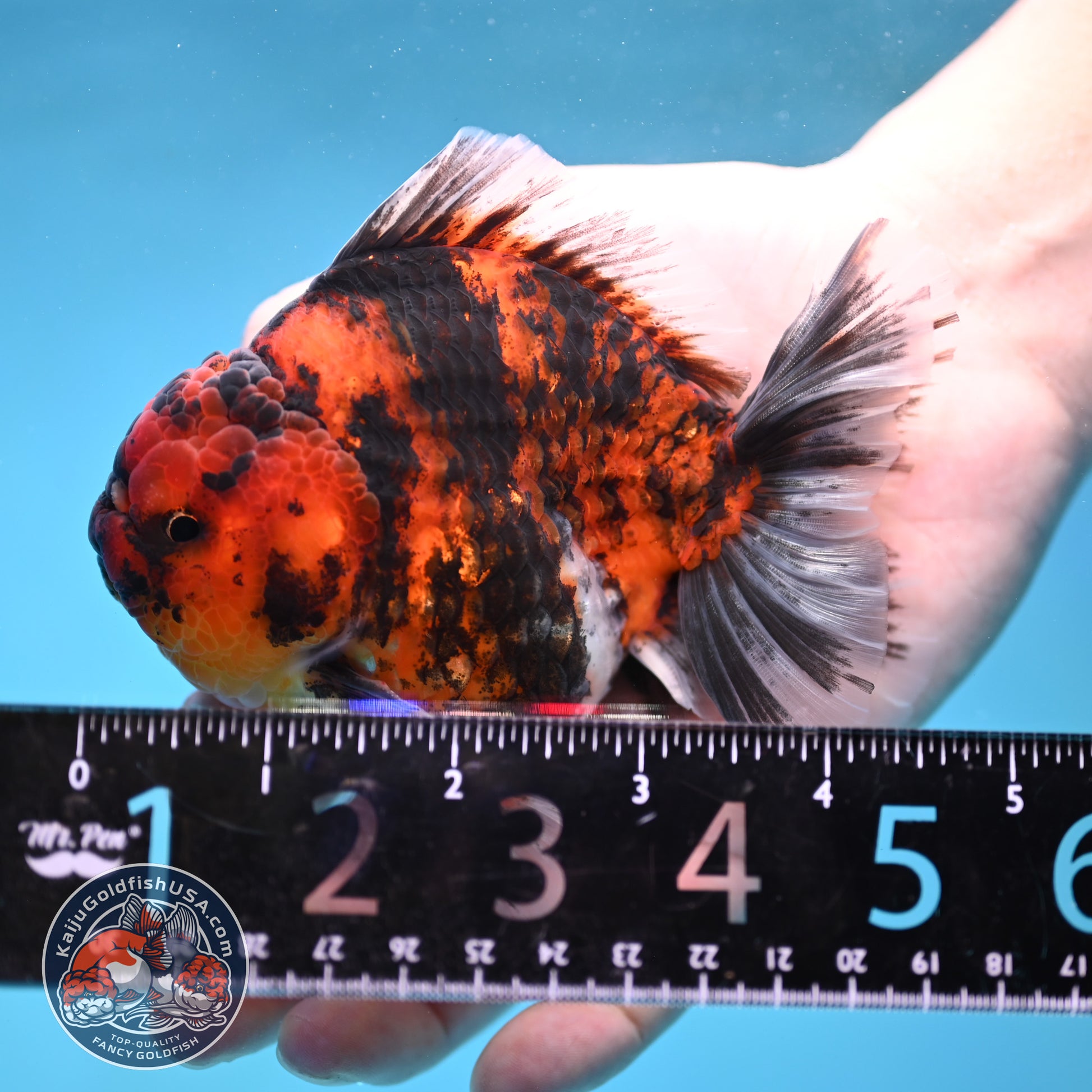 Tiger Rose Tail Oranda 3.8 inch Body (260116_OR02)