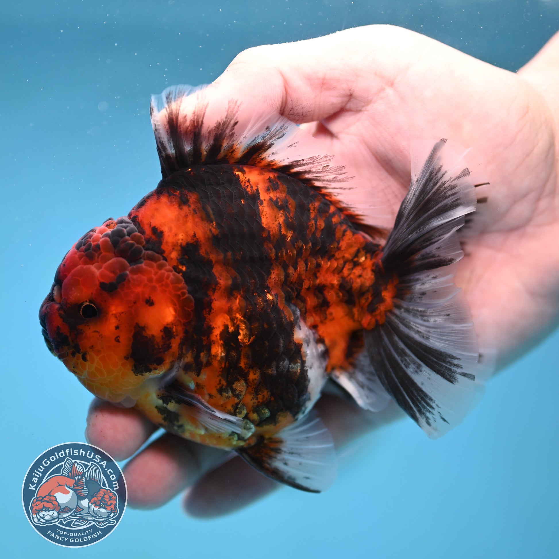 Tiger Rose Tail Oranda 3.8 inch Body (260116_OR02)