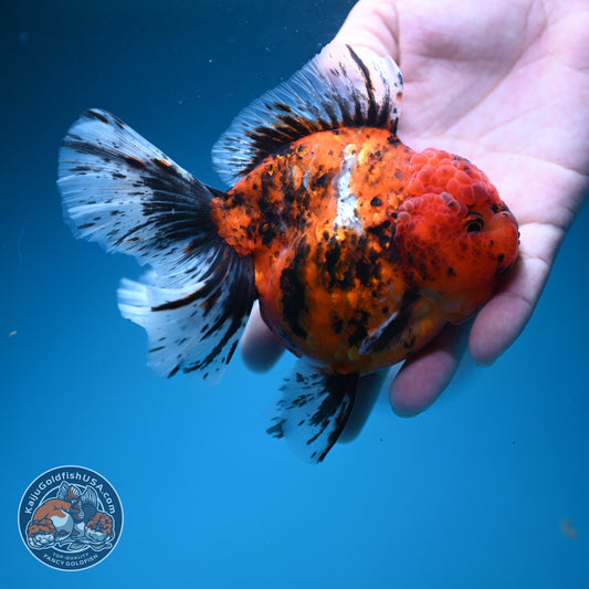 Tiger Rose Tail Oranda 4 inch Body (260626_OR06)