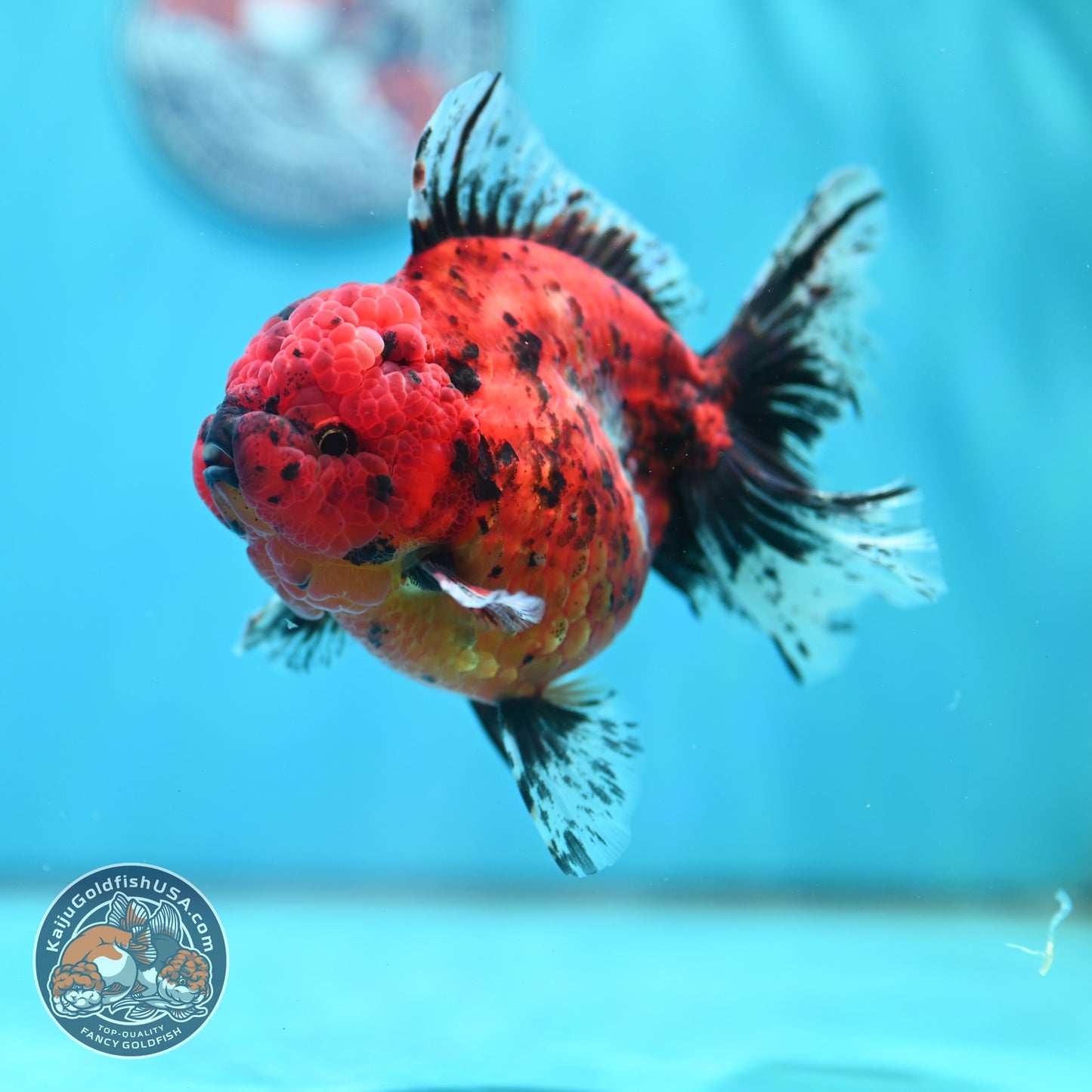 Tiger Rose Tail Oranda 4 inch Body (260626_OR06)