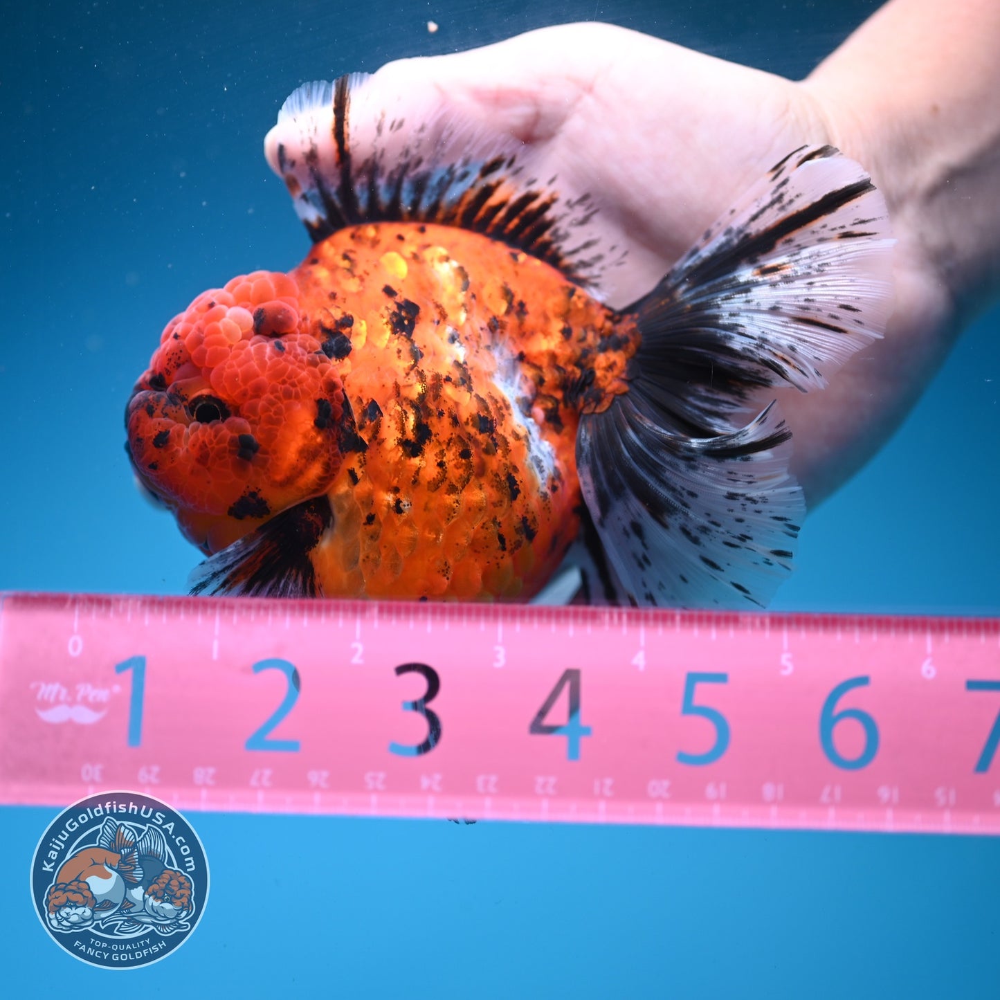 Tiger Rose Tail Oranda 4 inch Body (260626_OR06)