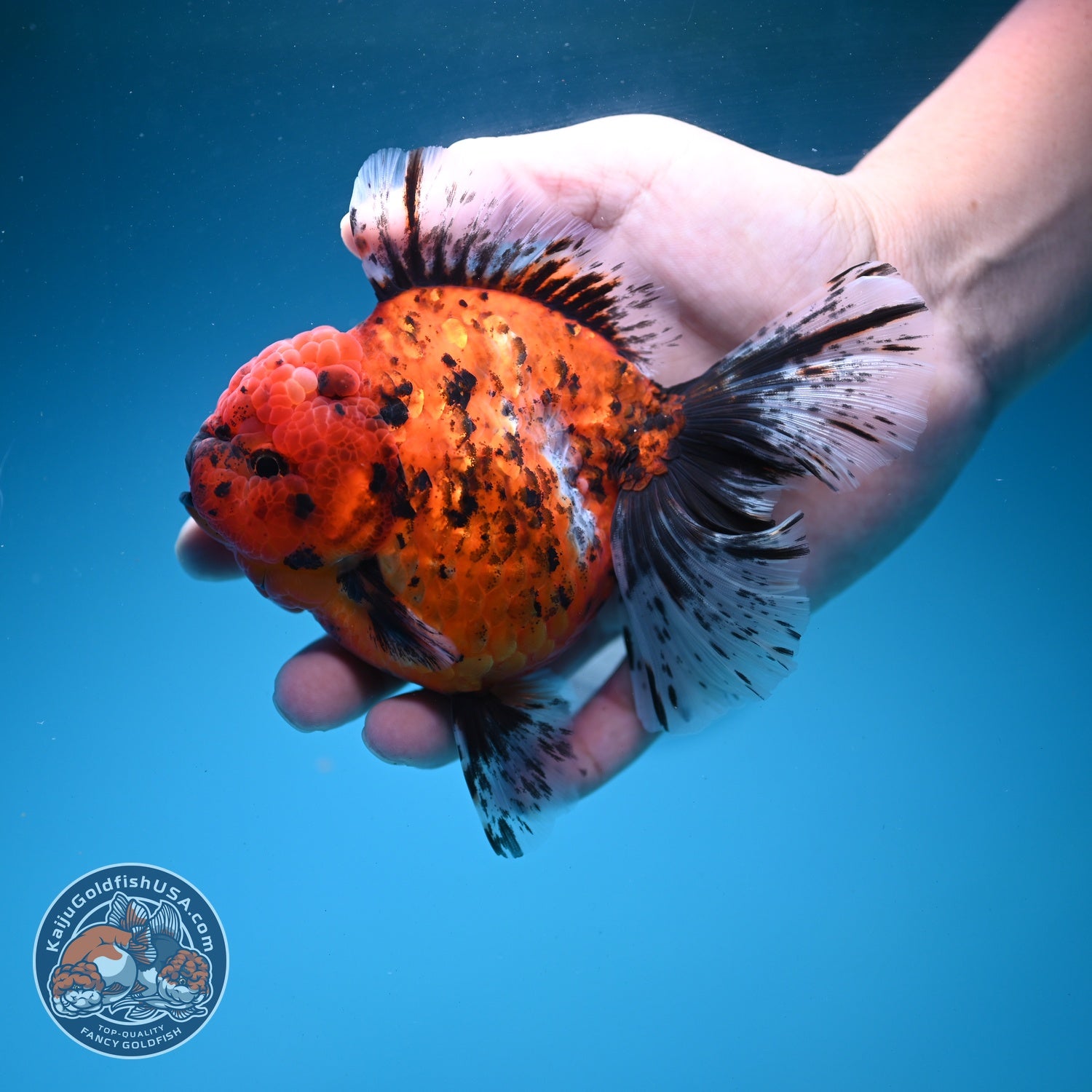Tiger Rose Tail Oranda 4 inch Body (260626_OR06)