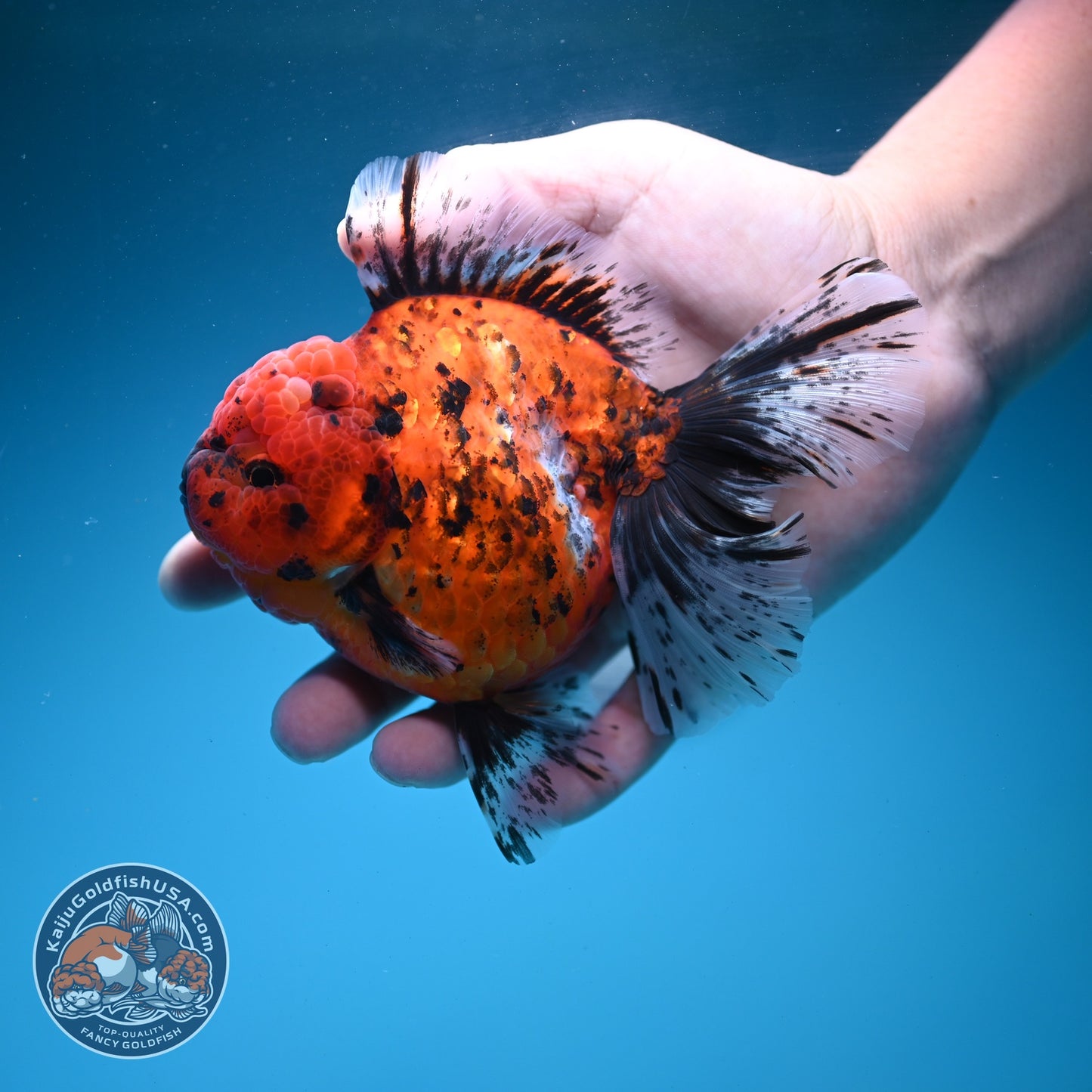 Tiger Rose Tail Oranda 4 inch Body (260626_OR06)