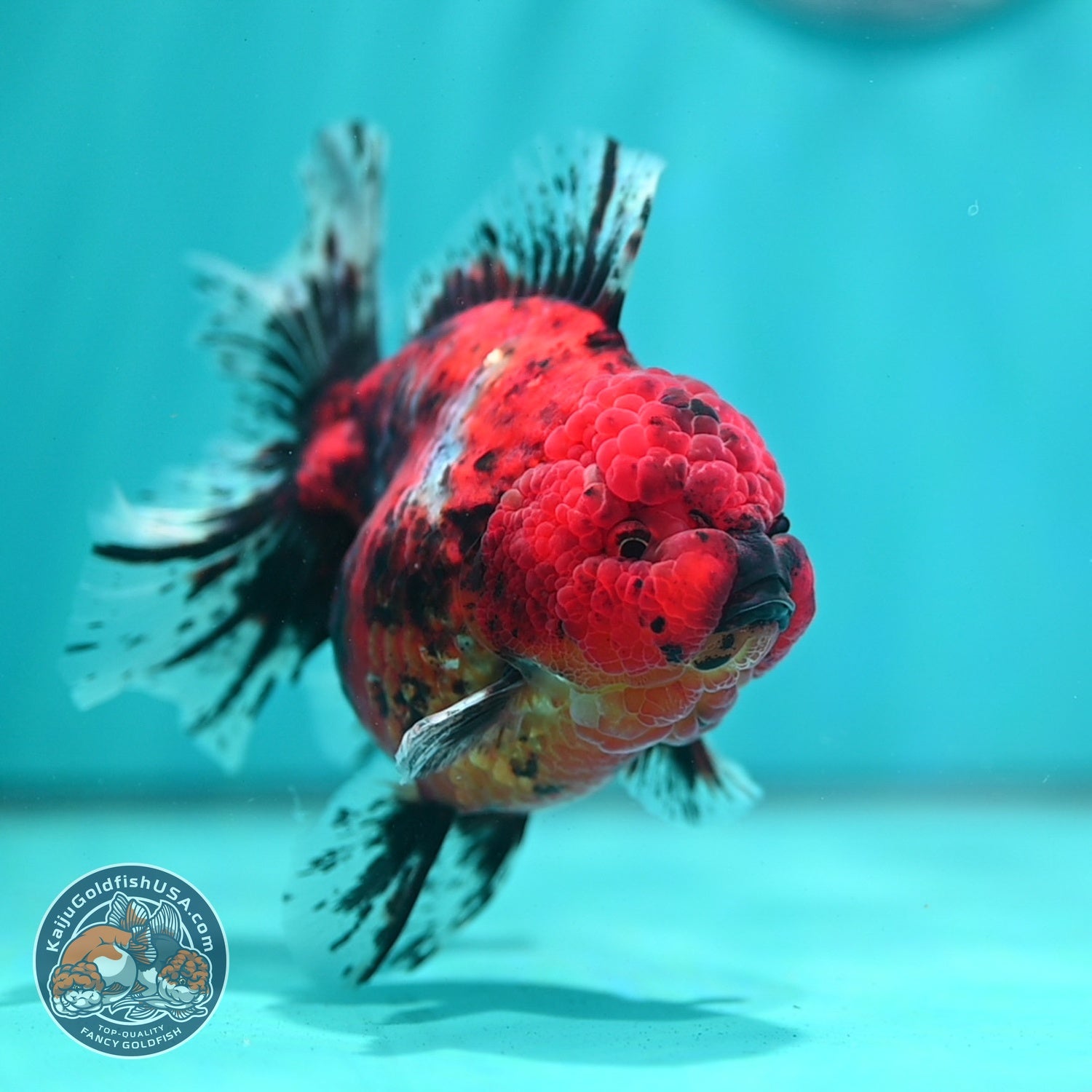 Tiger Rose Tail Oranda 4 inch Body (260626_OR06)