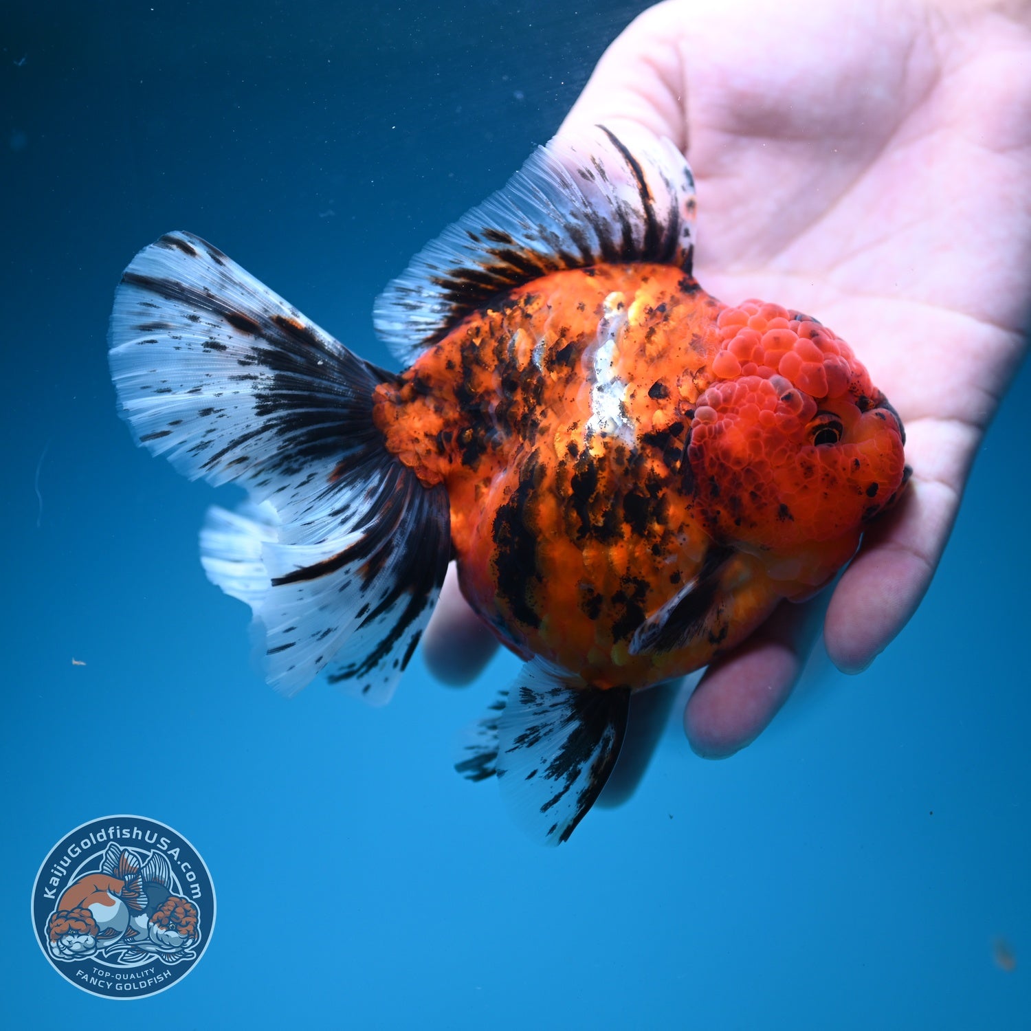 Tiger Rose Tail Oranda 4 inch Body (260626_OR06)