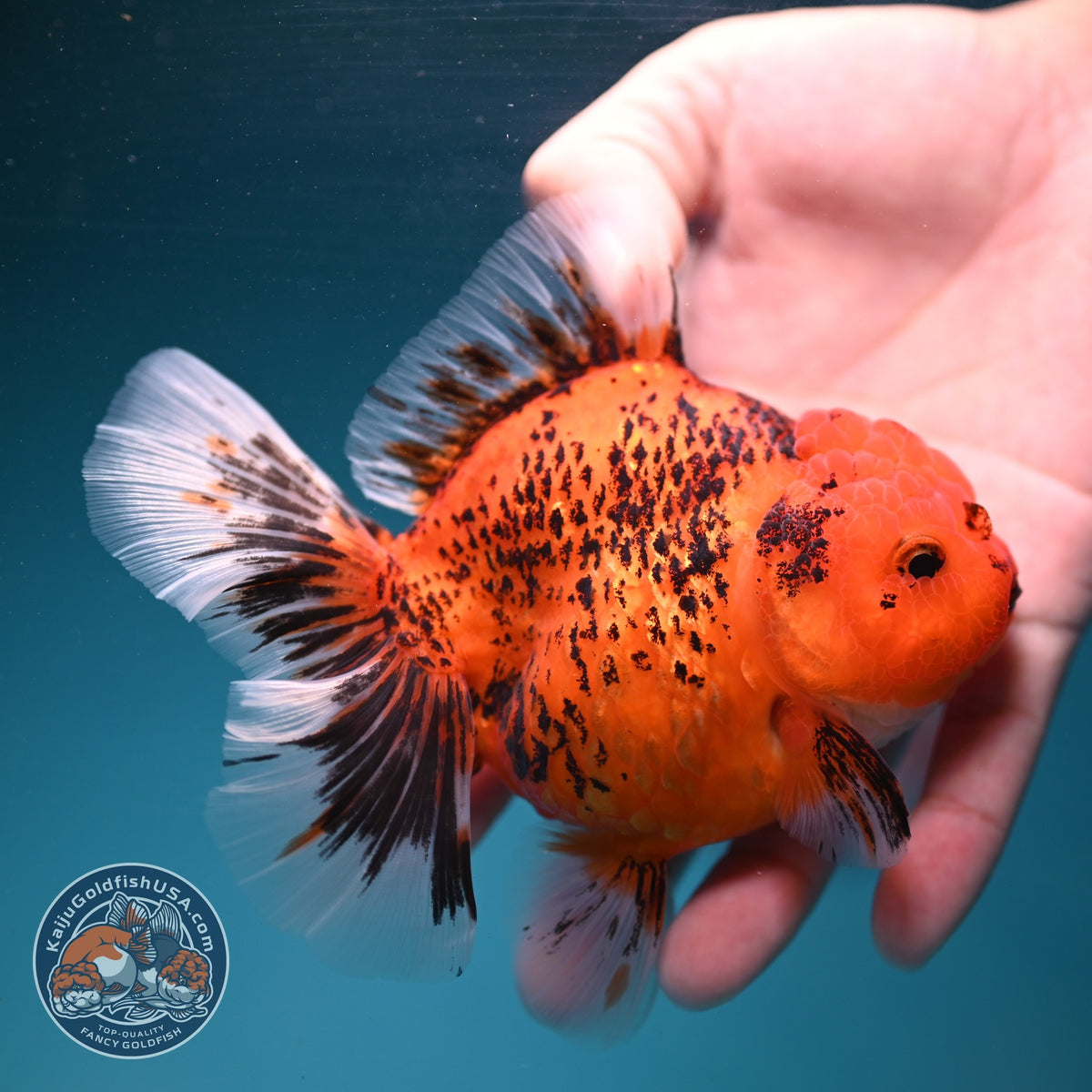 Tiger Rose Tail Oranda 4 inch Body (260904_OR07)