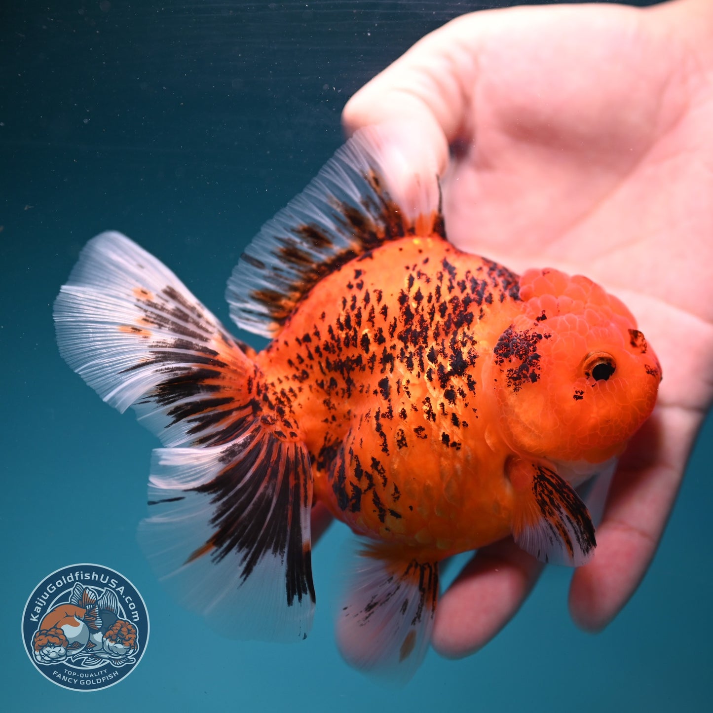 Tiger Rose Tail Oranda 4 inch Body (260904_OR07)