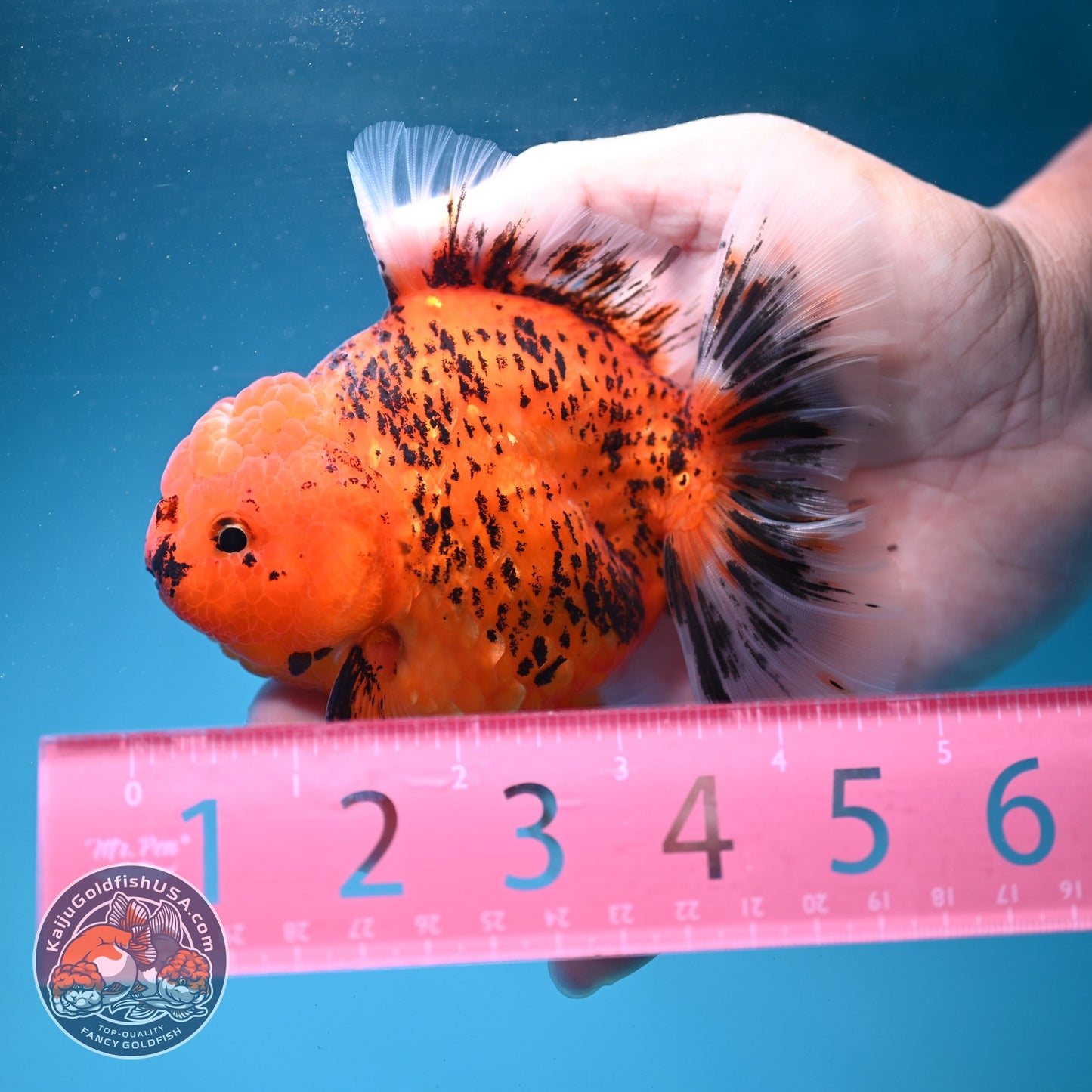 Tiger Rose Tail Oranda 4 inch Body (260904_OR07)