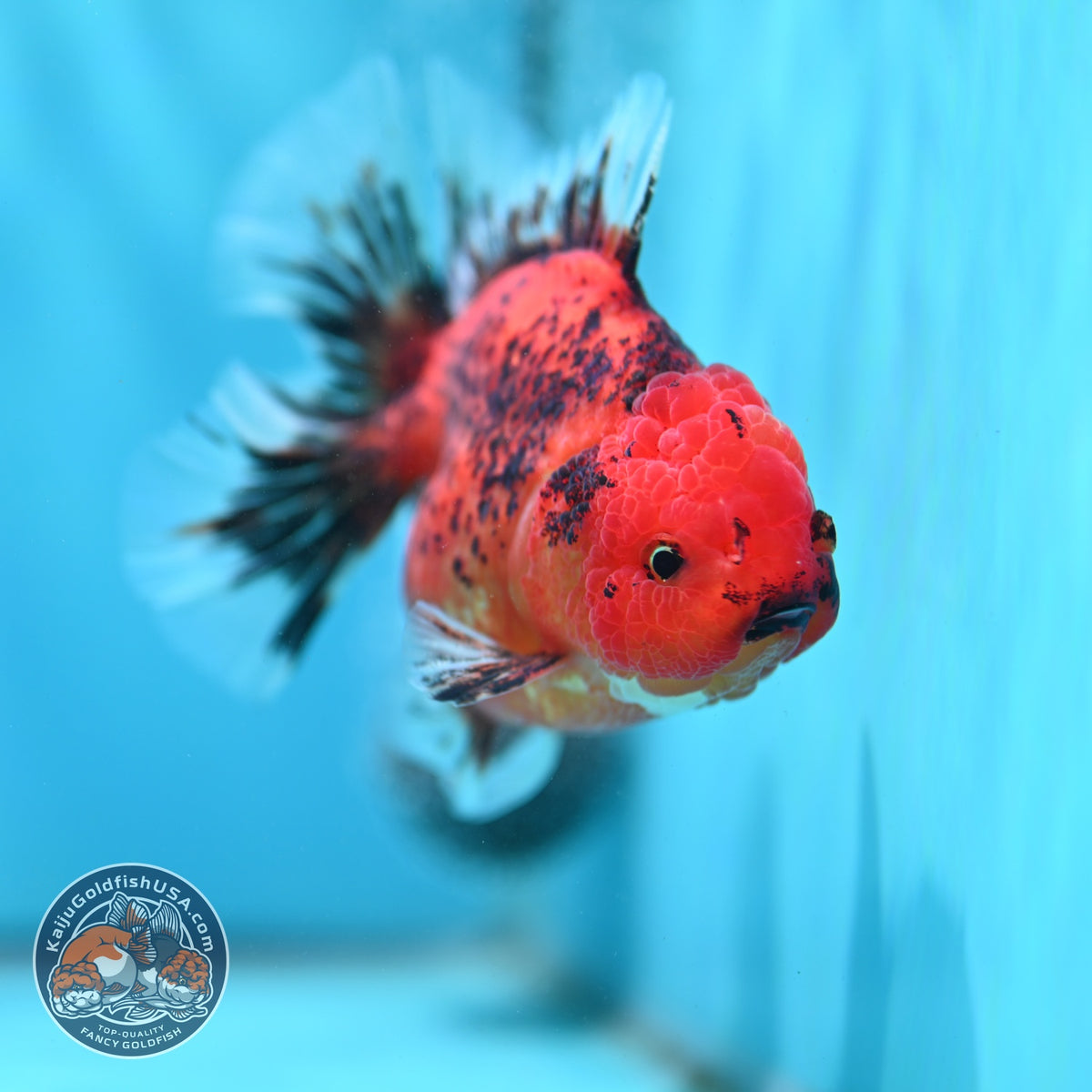 Tiger Rose Tail Oranda 4 inch Body (260904_OR07)