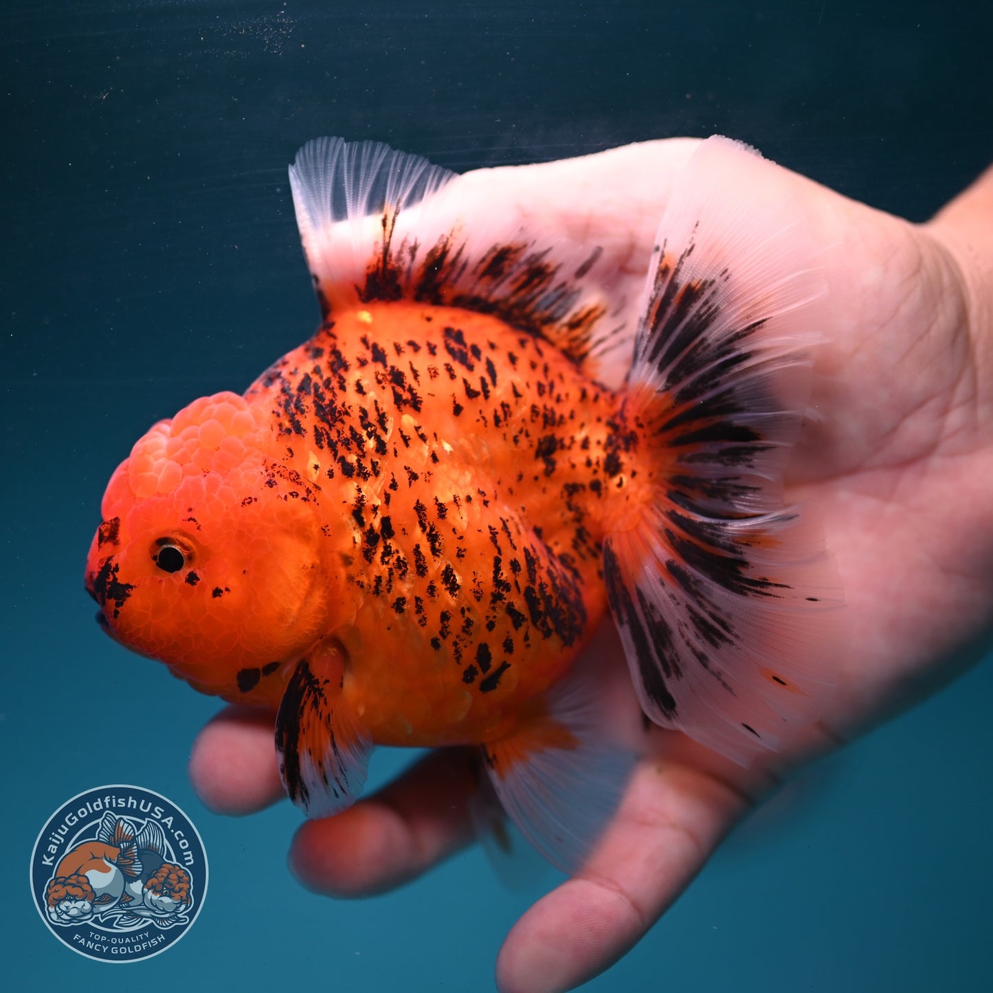 Tiger Rose Tail Oranda 4 inch Body (260904_OR07)