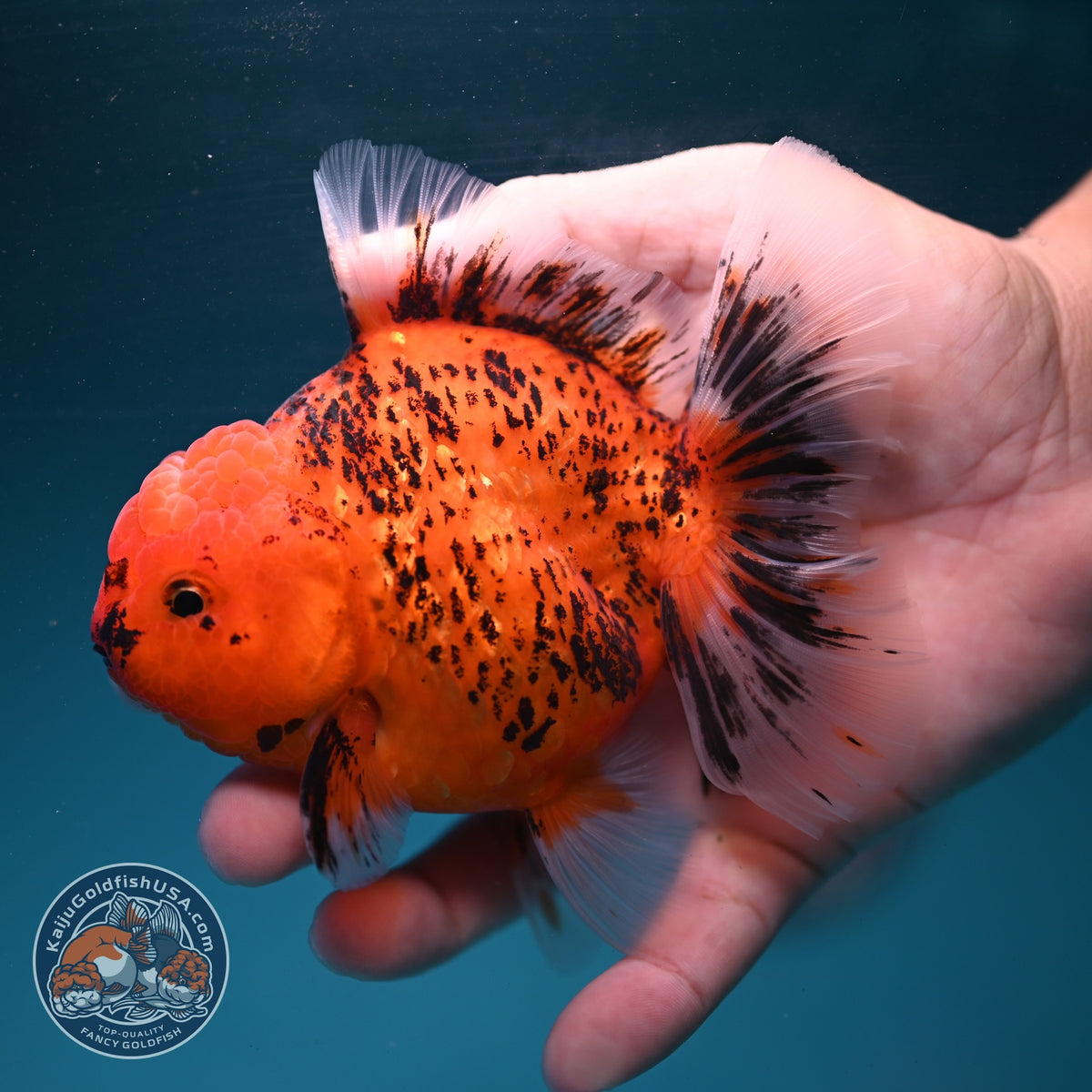 Tiger Rose Tail Oranda 4 inch Body (260904_OR07)