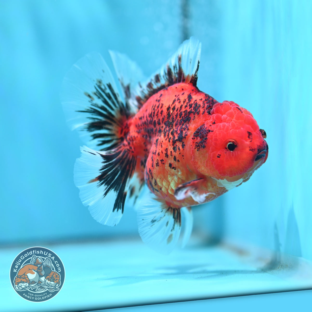 Tiger Rose Tail Oranda 4 inch Body (260904_OR07)