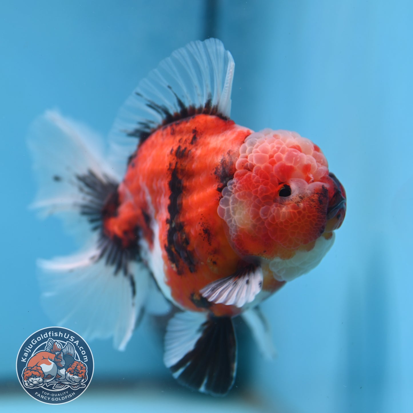 Tiger Rosetail Oranda 3.5 inch Body (251114_OR05)