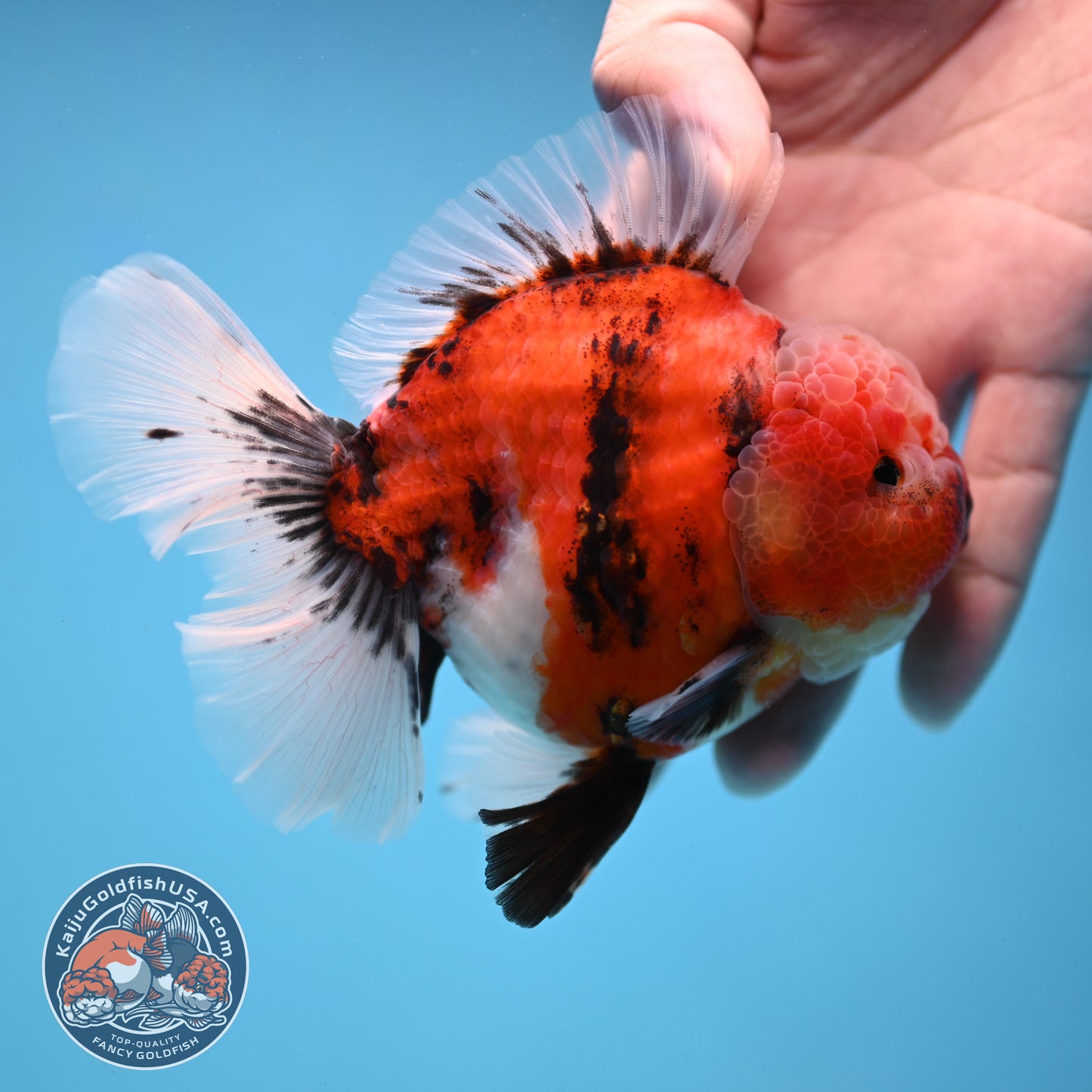 Tiger Rosetail Oranda 3.5 inch Body (251114_OR05)