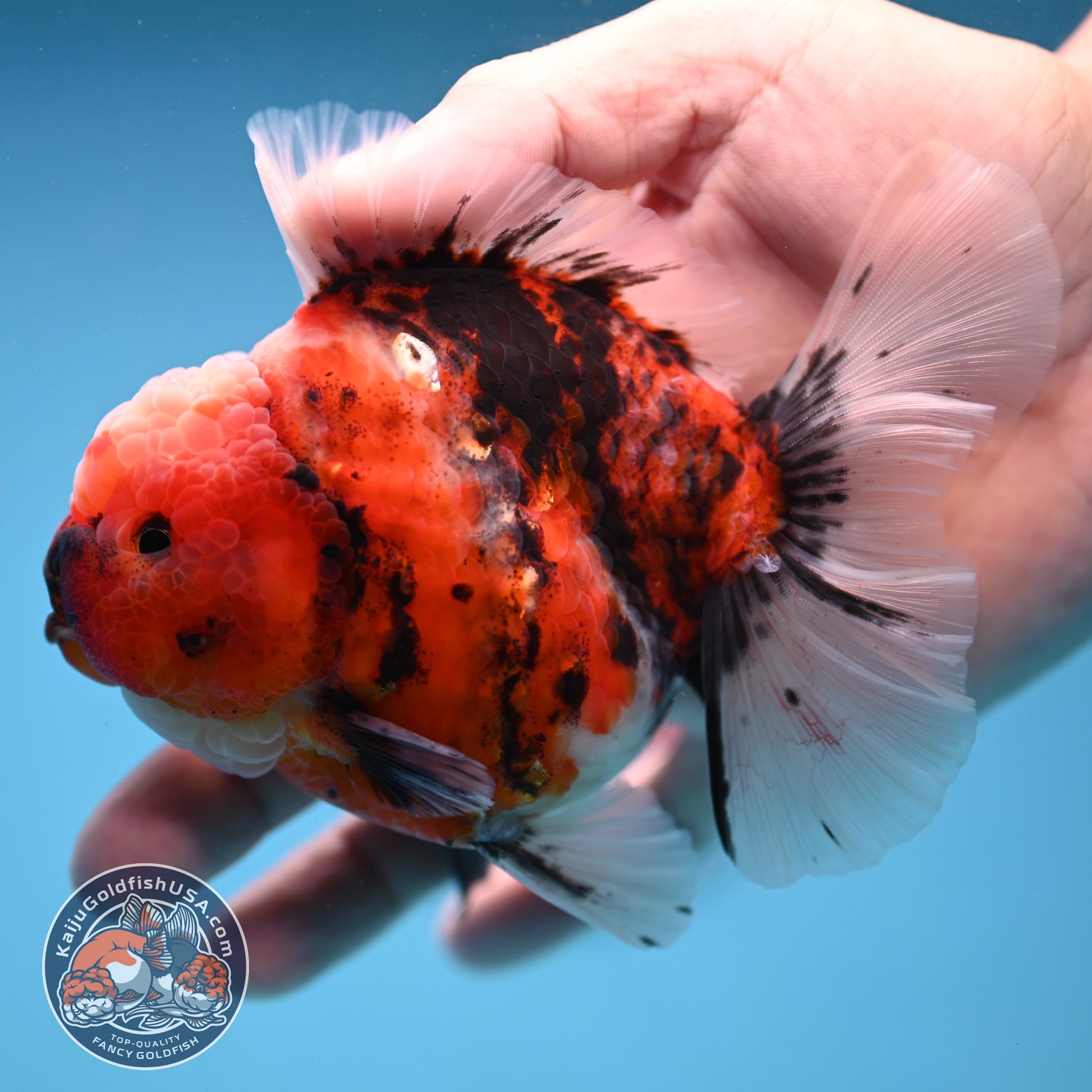 Tiger Rosetail Oranda 3.5 inch Body (251114_OR05)