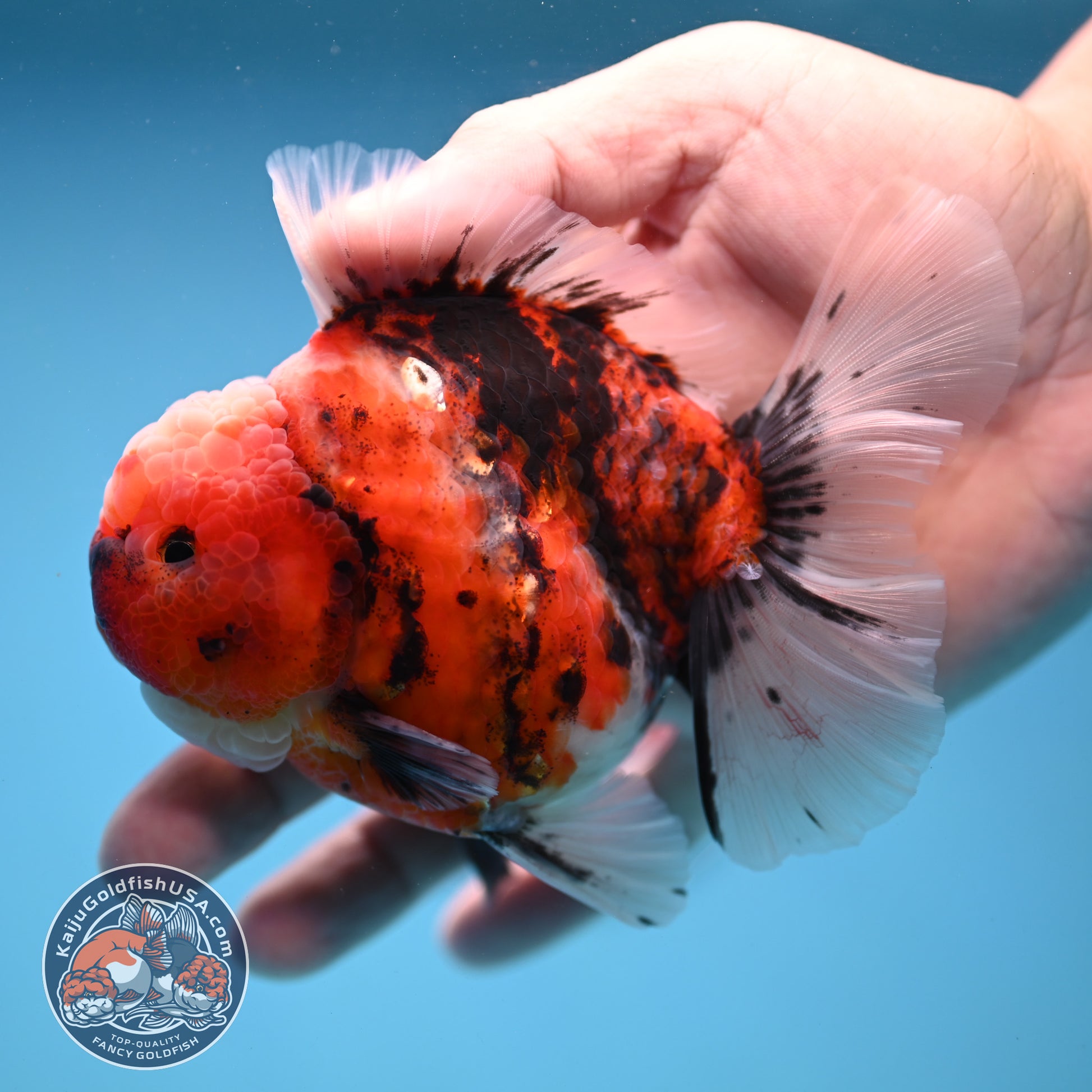Tiger Rosetail Oranda 3.5 inch Body (251114_OR05)