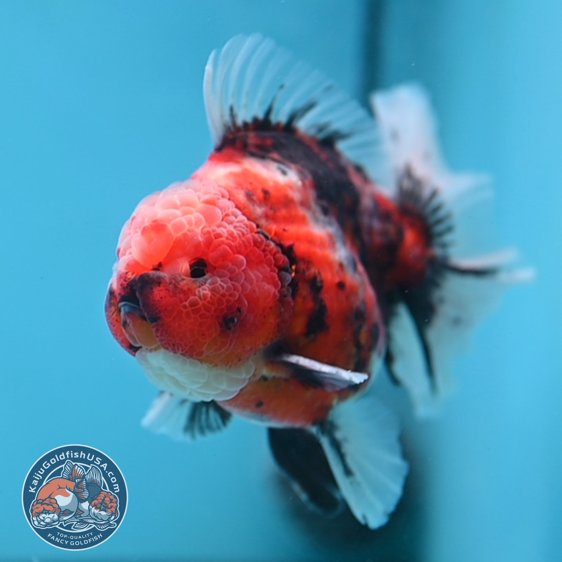 Tiger Rosetail Oranda 3.5 inch Body (251114_OR05)