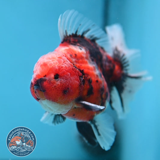 Tiger Rosetail Oranda 3.5 inch Body (251114_OR05)