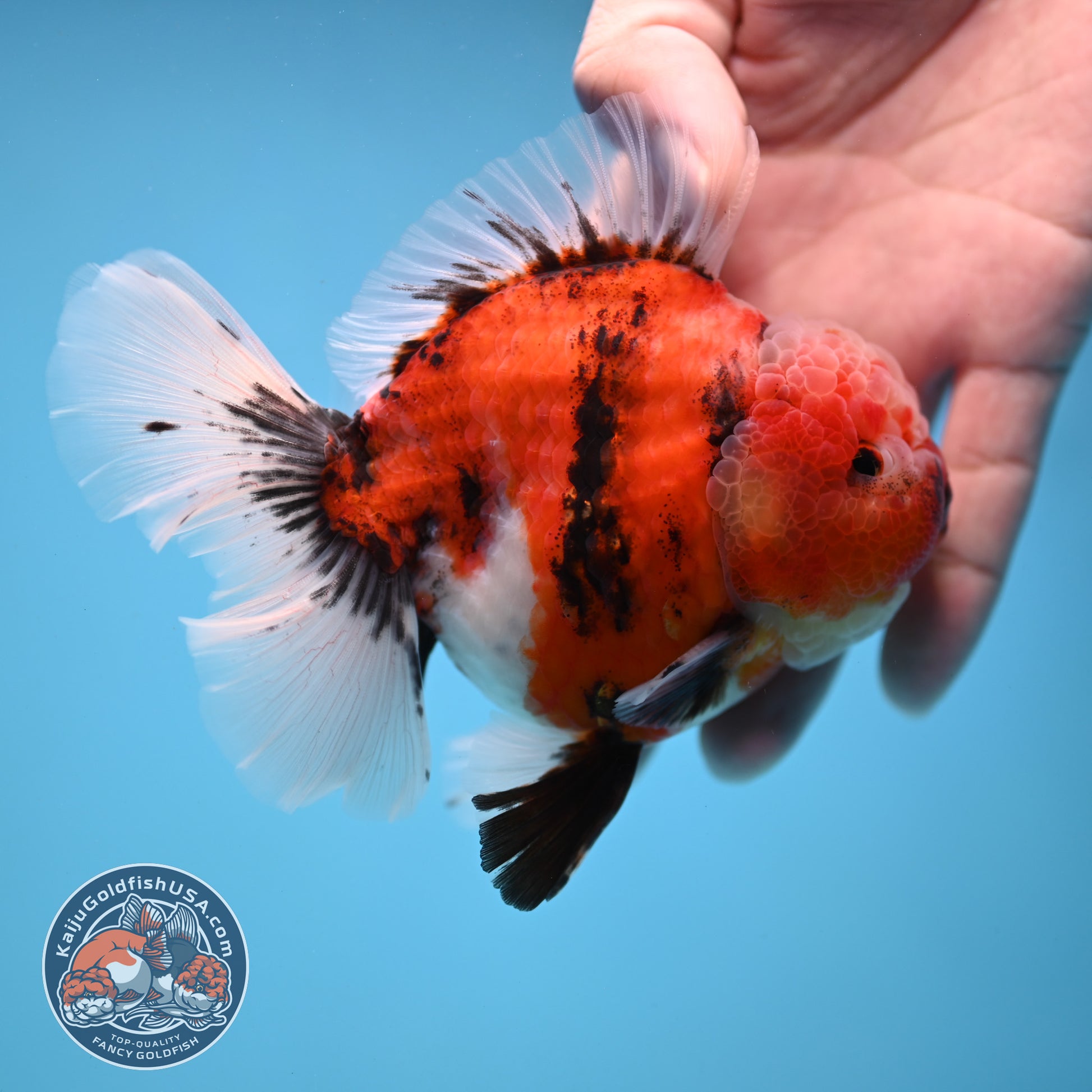Tiger Rosetail Oranda 3.5 inch Body (251114_OR05)