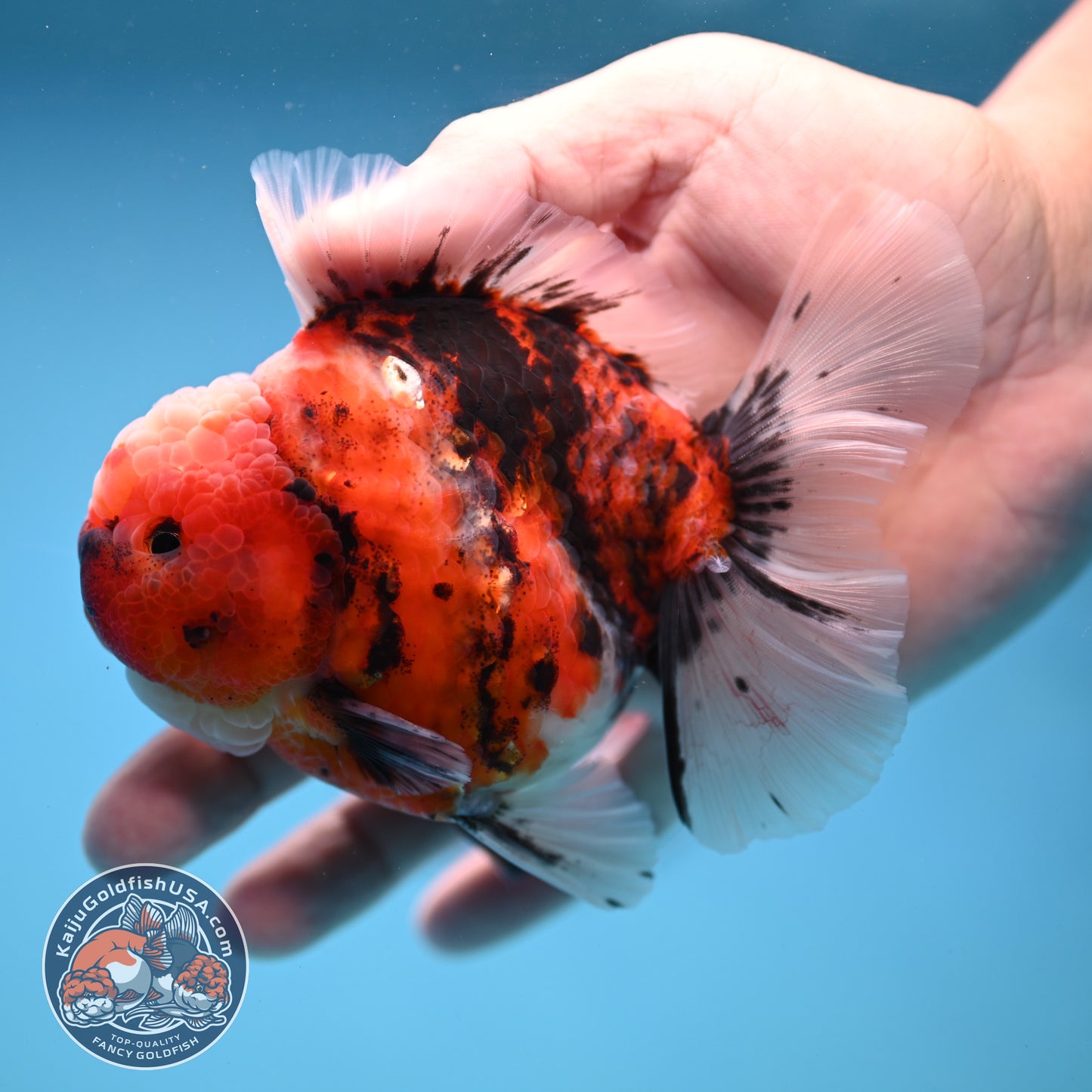 Tiger Rosetail Oranda 3.5 inch Body (251114_OR05)
