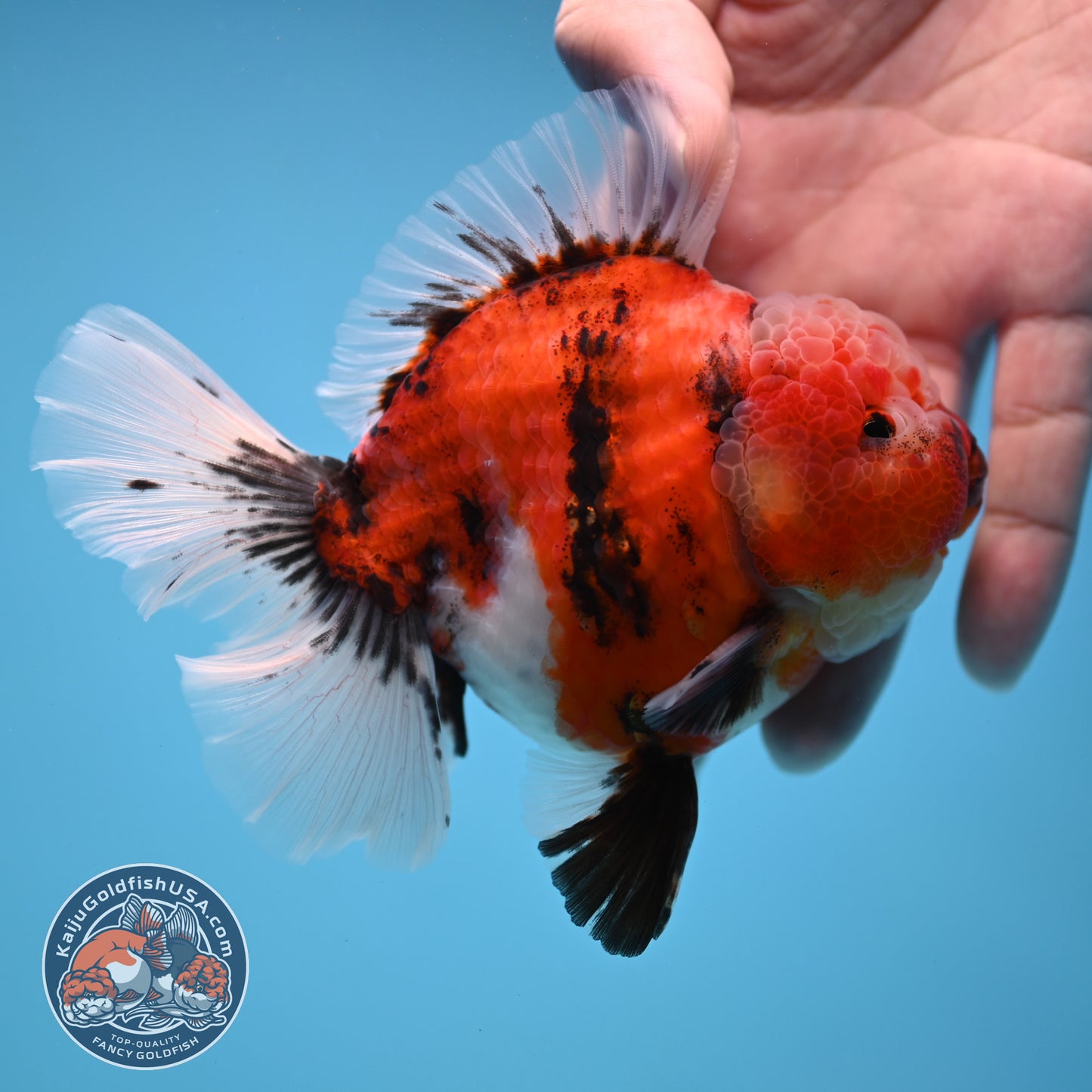 Tiger Rosetail Oranda 3.5 inch Body (251114_OR05)