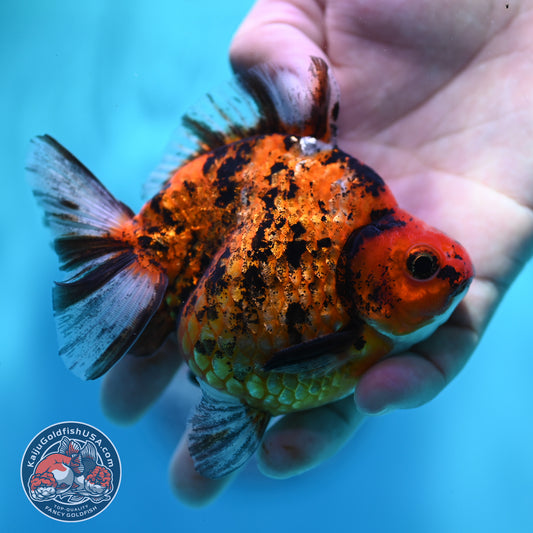 Tiger Ryukin inch Body (260417_RY05)