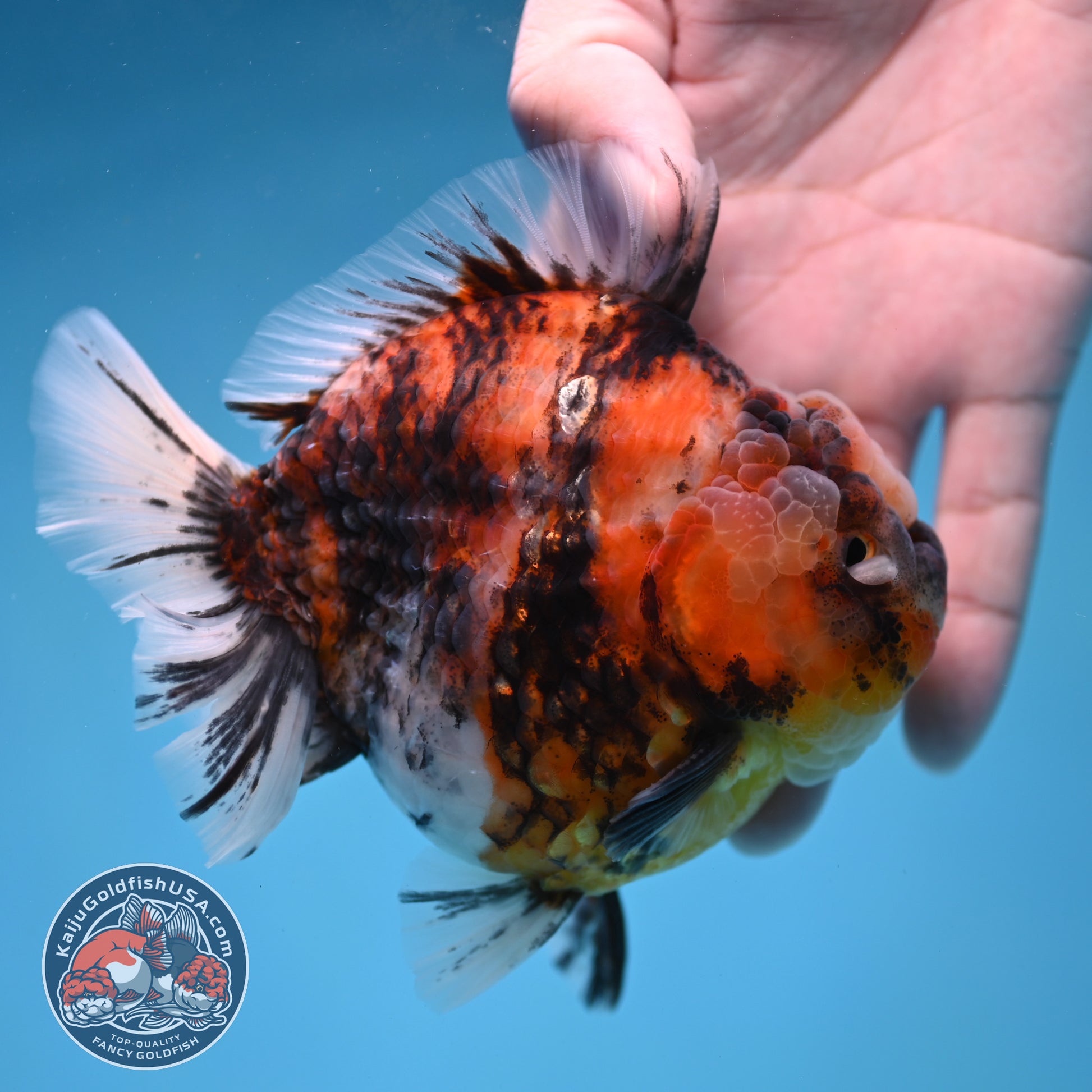 Tiger Short Tail Oranda 4 inch Body (260227_OR11)