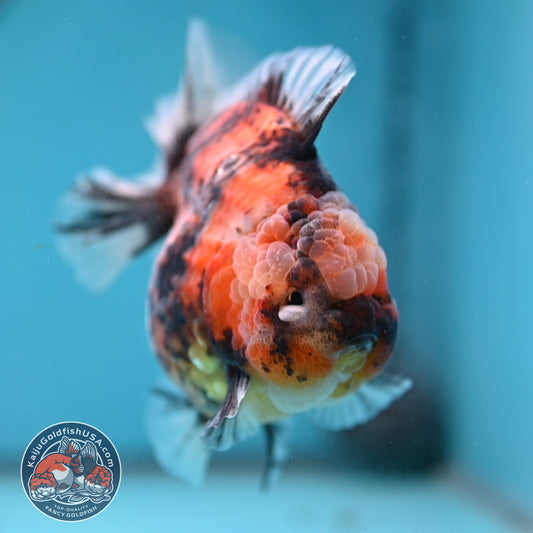 Tiger Short Tail Oranda 4 inch Body (260227_OR11)