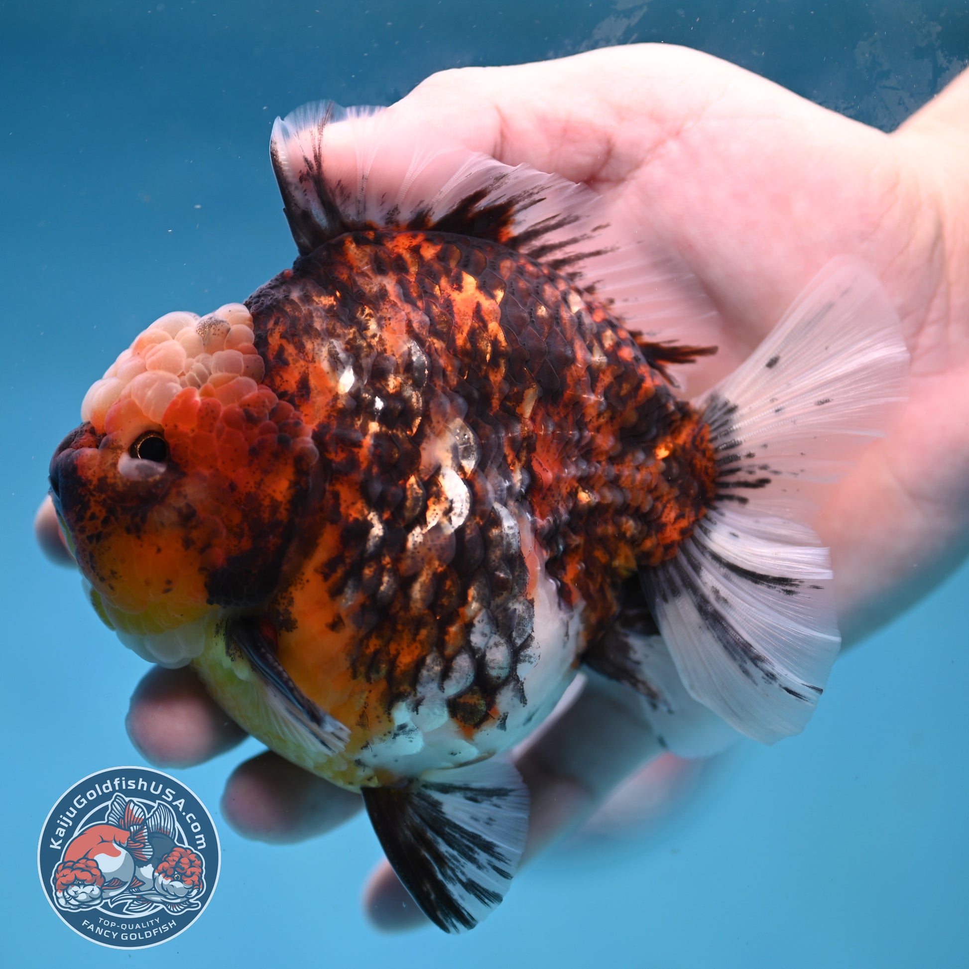 Tiger Short Tail Oranda 4 inch Body (260227_OR11)