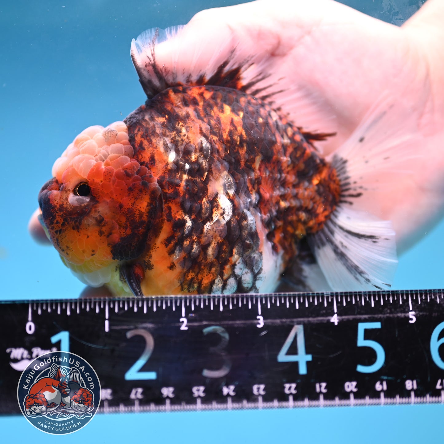 Tiger Short Tail Oranda 4 inch Body (260227_OR11)