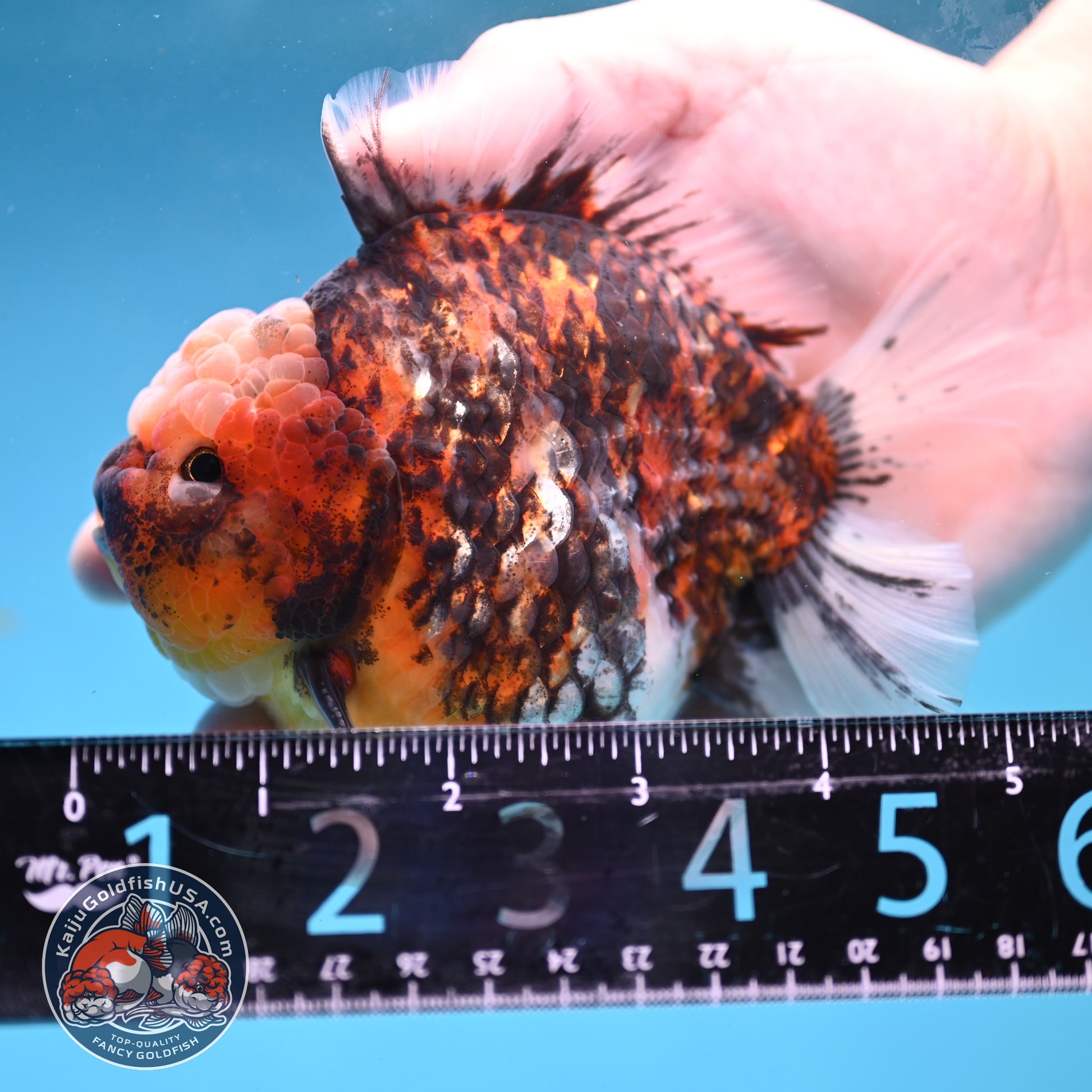 Tiger Short Tail Oranda 4 inch Body (260227_OR11)