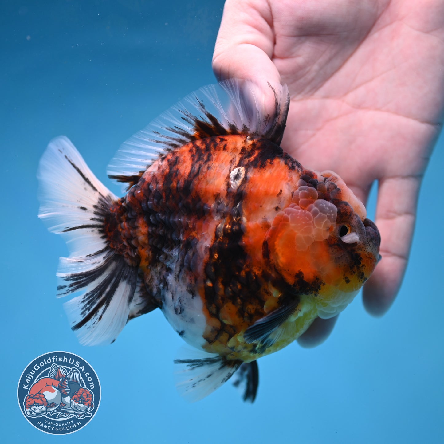 Tiger Short Tail Oranda 4 inch Body (260227_OR11)