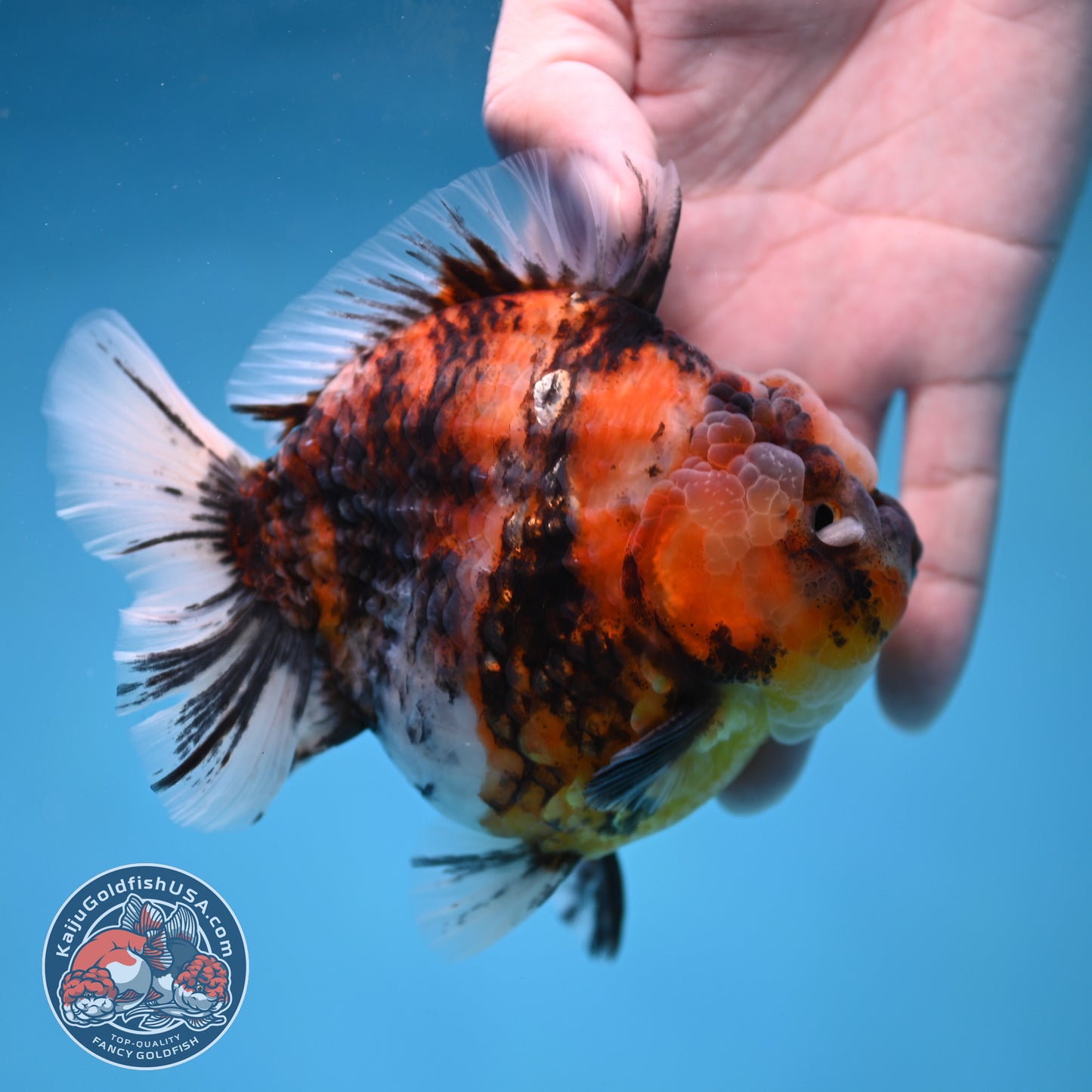 Tiger Short Tail Oranda 4 inch Body (260227_OR11)