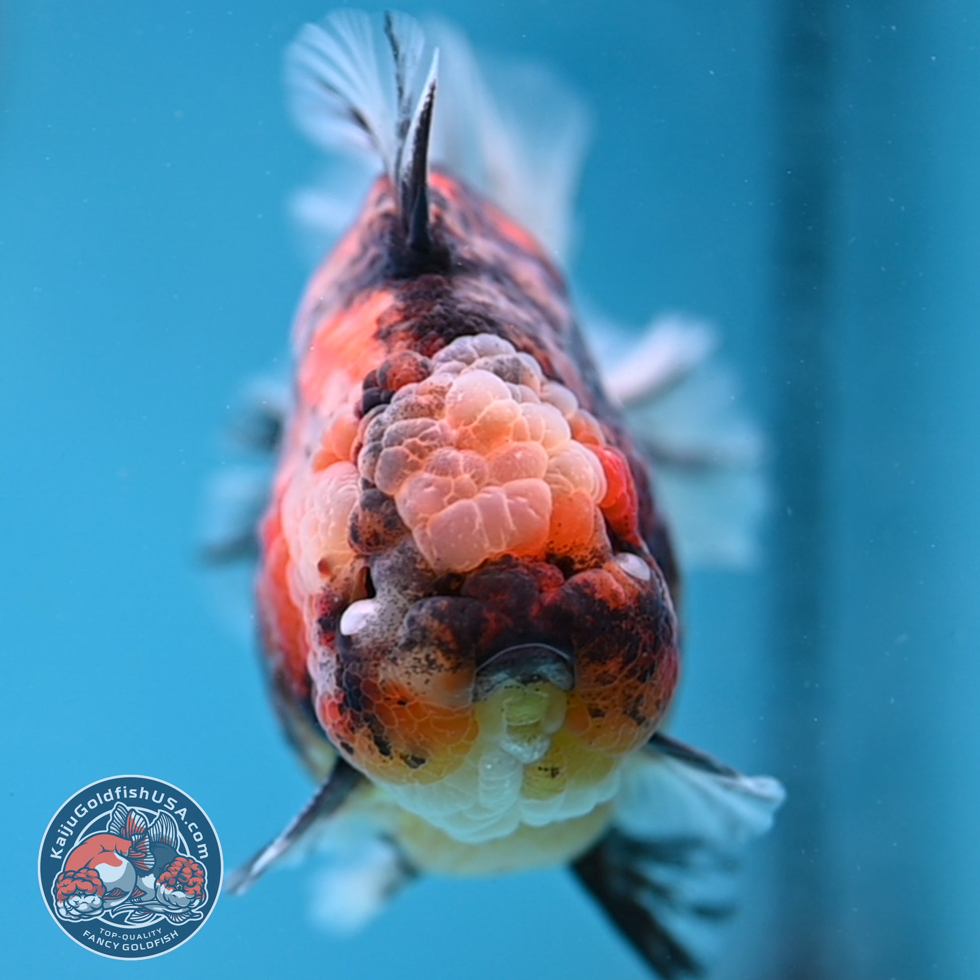 Tiger Short Tail Oranda 4 inch Body (260227_OR11)