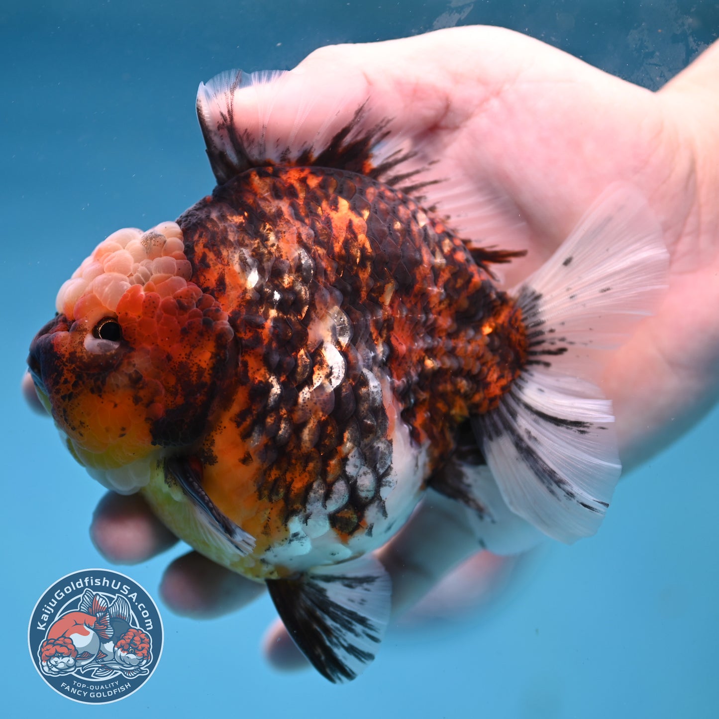 Tiger Short Tail Oranda 4 inch Body (260227_OR11)
