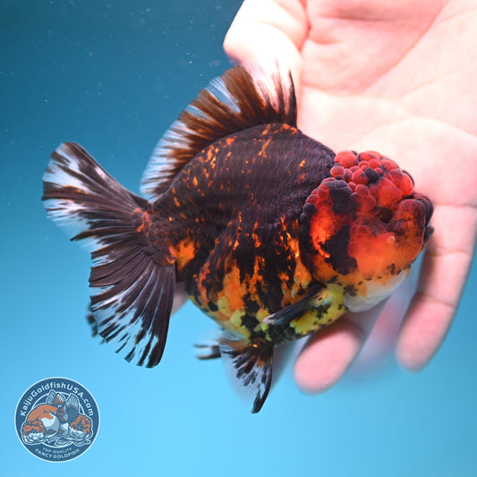 Tiger YuanBao Oranda 3.5 inch Body (260918_OR18)