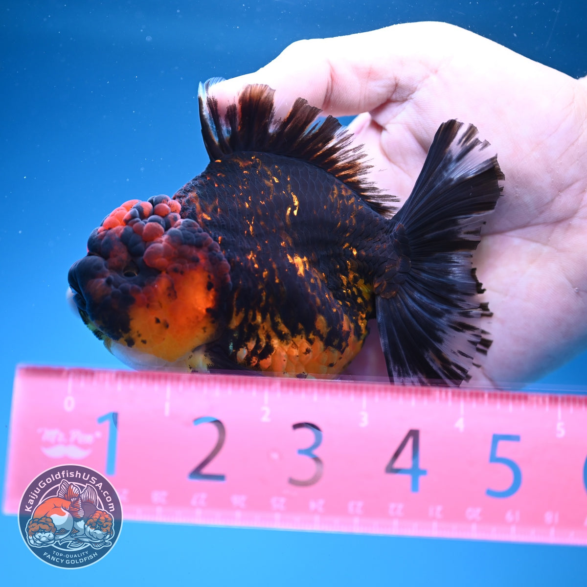 Tiger YuanBao Oranda 3.5 inch Body (260918_OR18)