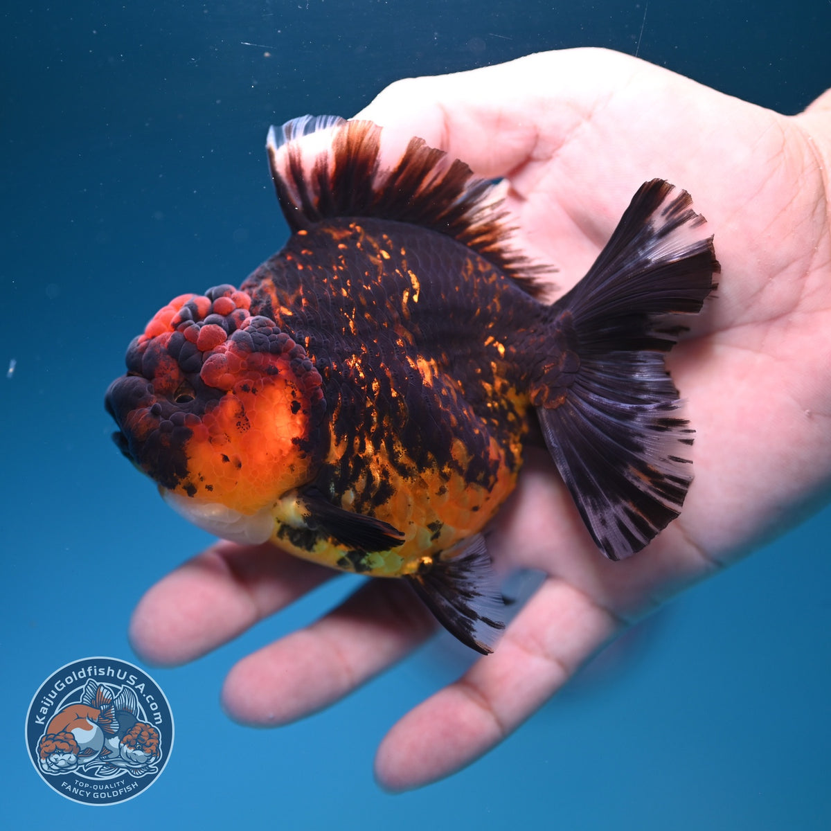 Tiger YuanBao Oranda 3.5 inch Body (260918_OR18)