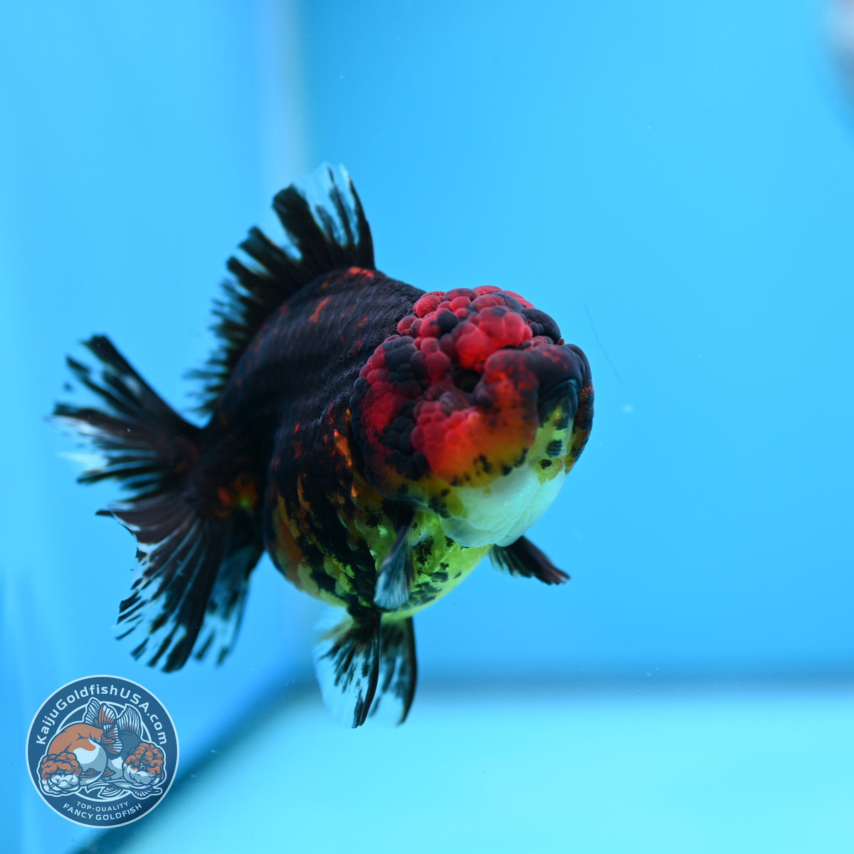 Tiger YuanBao Oranda 3.5 inch Body (260918_OR18)