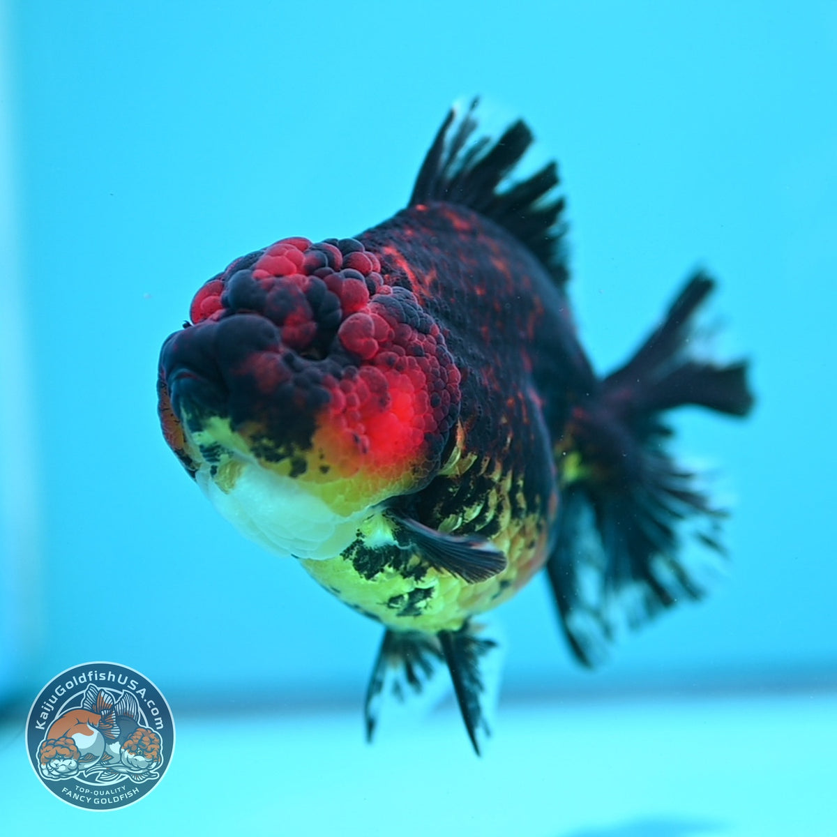 Tiger YuanBao Oranda 3.5 inch Body (260918_OR18)